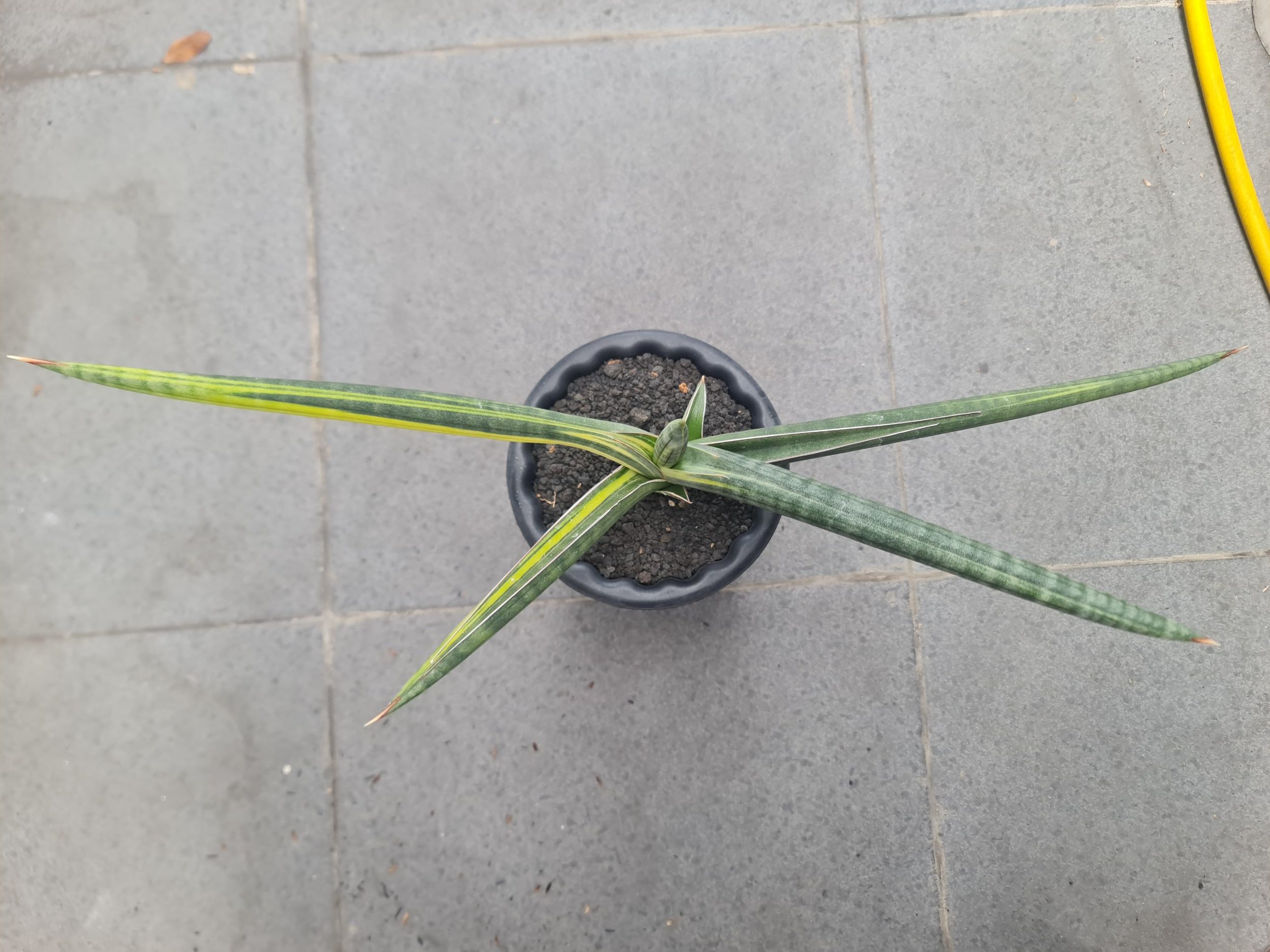 1728. Sansevieria Bella Blue Variegated - Image 5