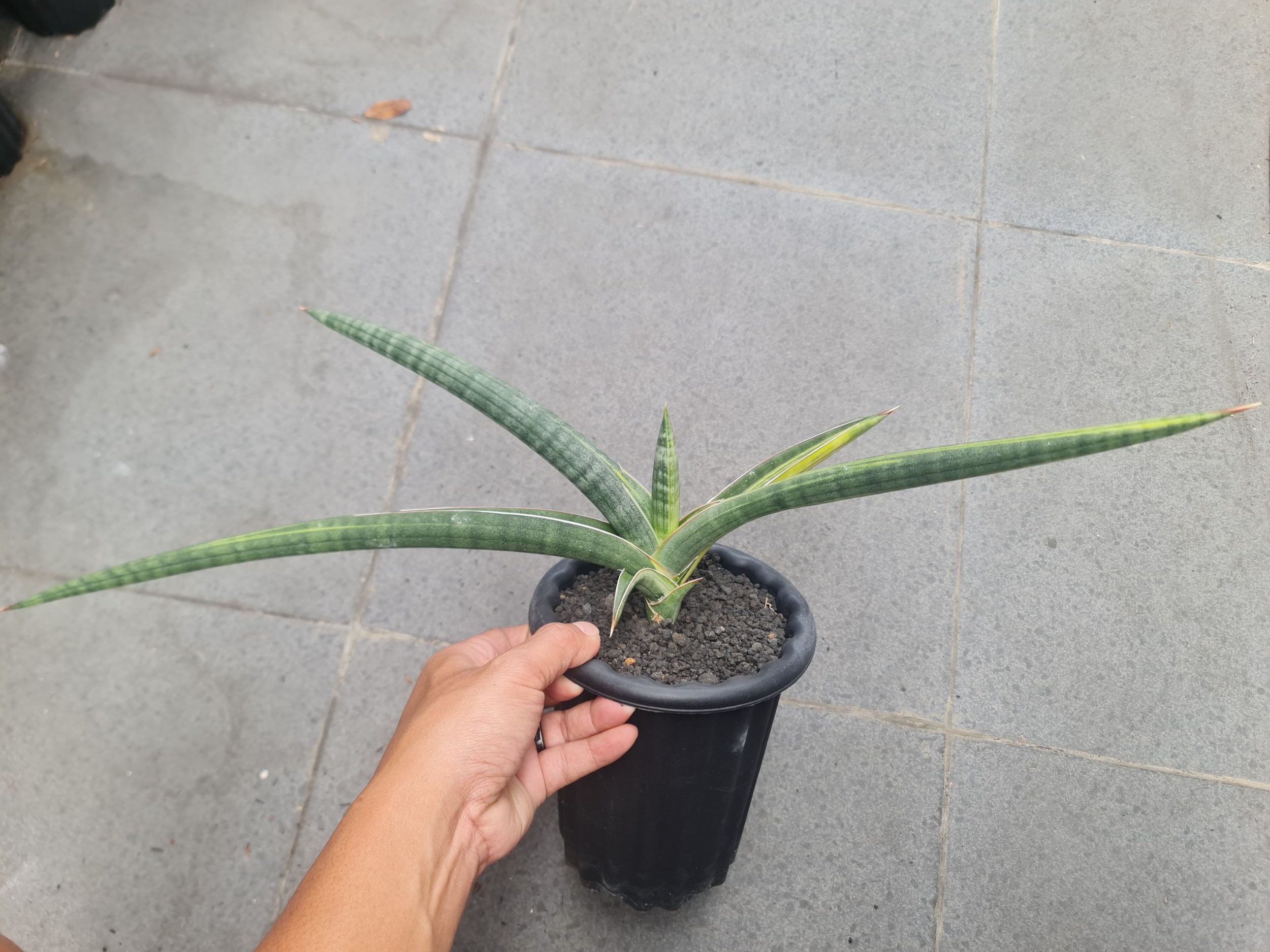 1728. Sansevieria Bella Blue Variegated - Image 6