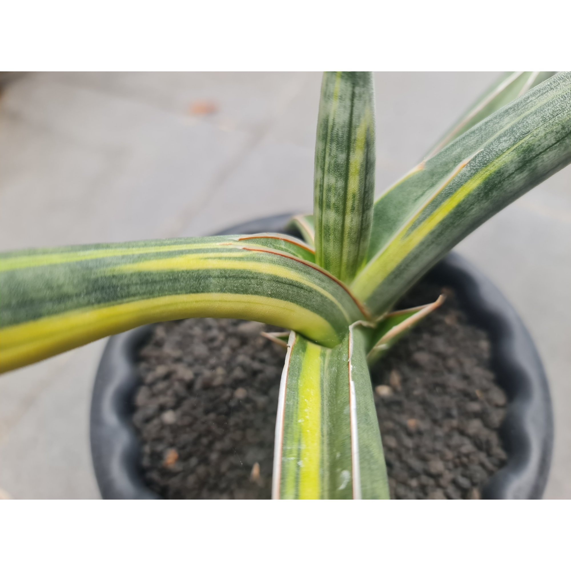 1728. Sansevieria Bella Blue Variegated - Image 3