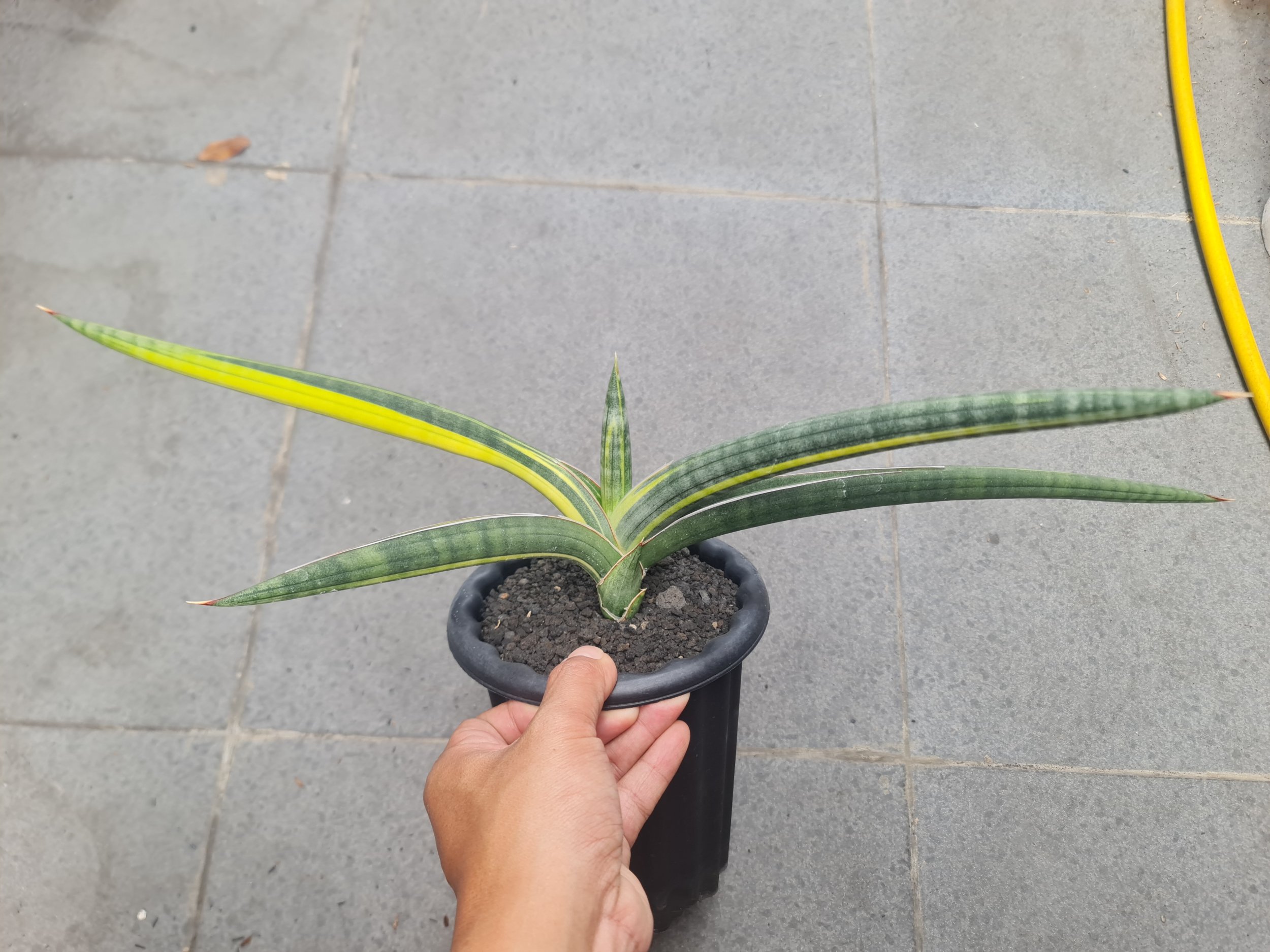 1728. Sansevieria Bella Blue Variegated - Image 4