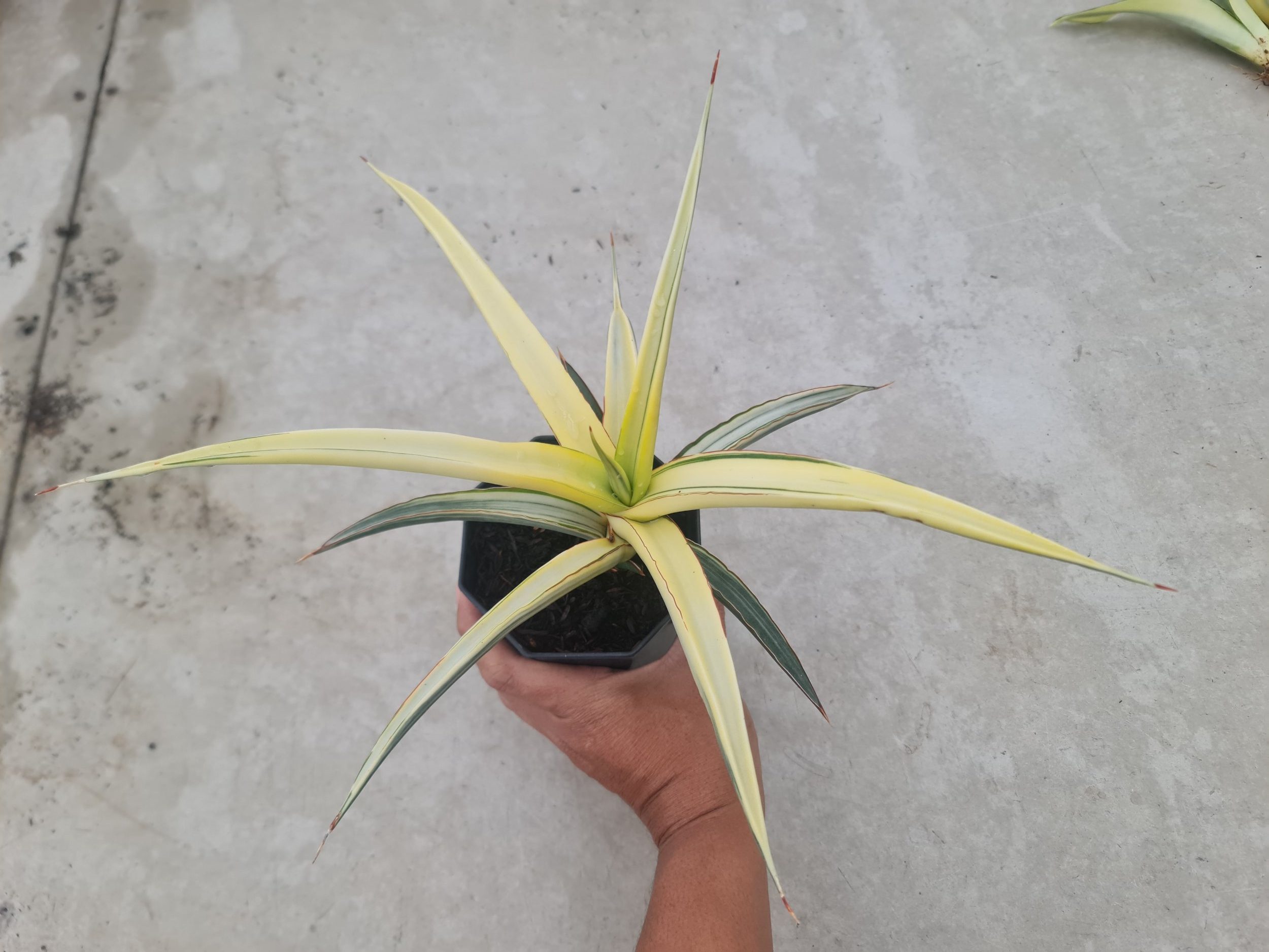 1729. Sansevieria White Pearl - Image 4