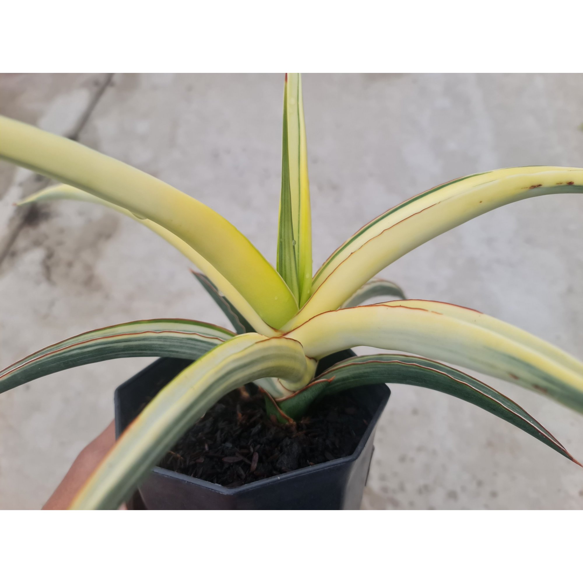 1729. Sansevieria White Pearl - Image 2