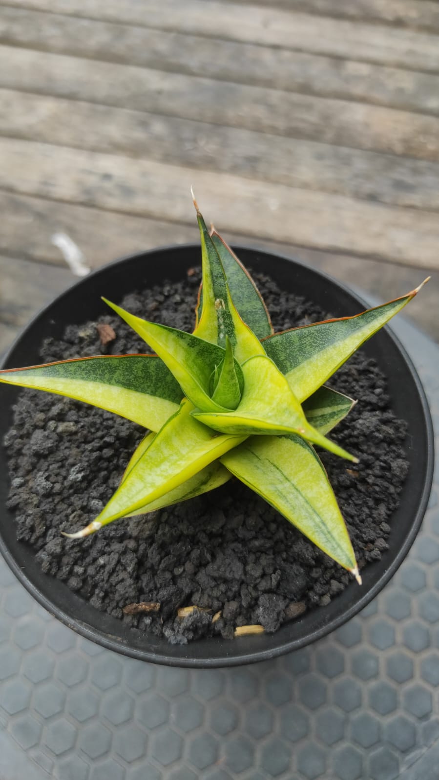 1945. Sansevieria Senopati Variegated - Image 2