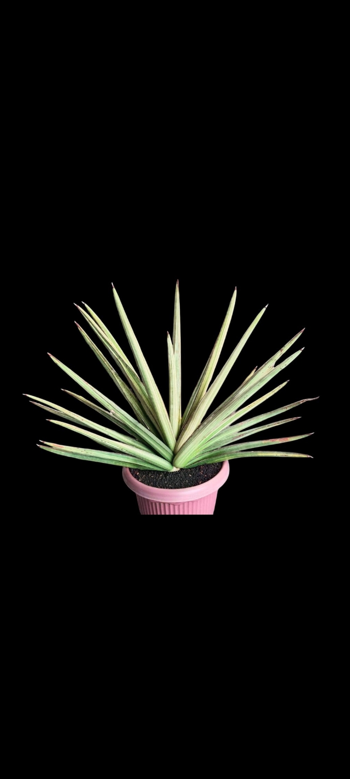 1979. Sansevieria Koko White Variegated Jumbo Size - Image 2