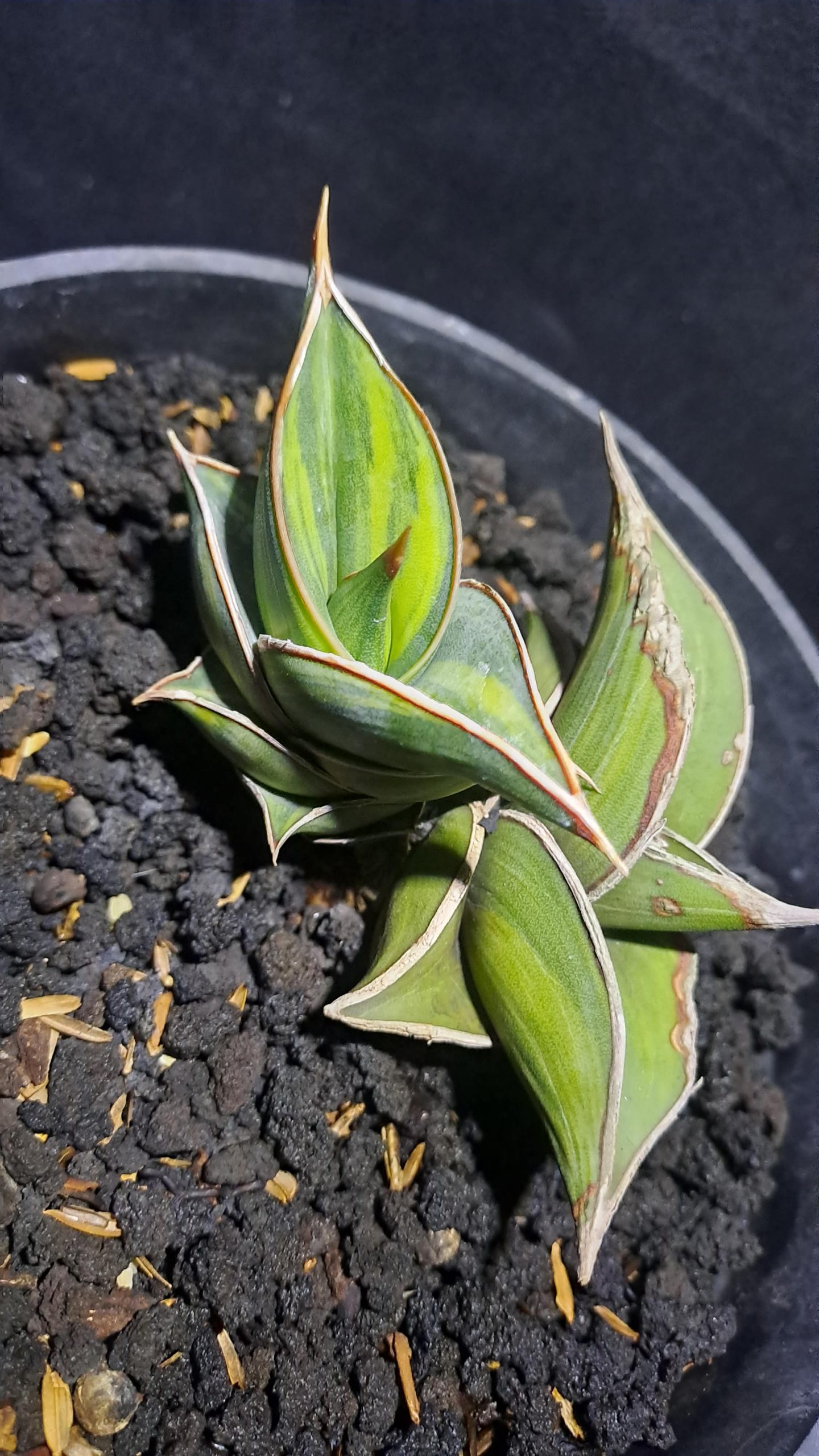 2003. Sansevieria Rorida Degger Variegated( Only Kid ) - Image 2