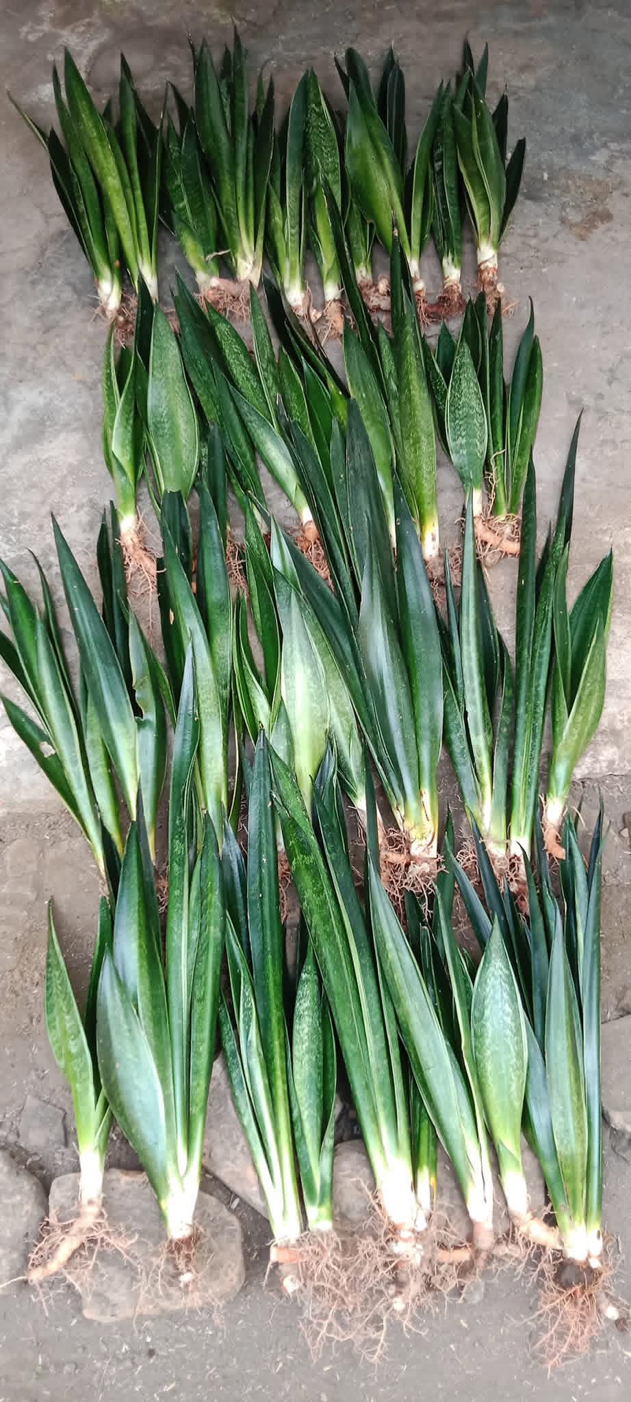 2134. Sansevieria Green Arrow 10 Pcs - Image 2