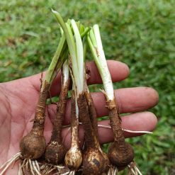 Alternative view of 2197. Rain Lily / Zephyranthes Candida (30pcs Tuber)