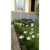 2197. Rain Lily / Zephyranthes Candida (30pcs Tuber)