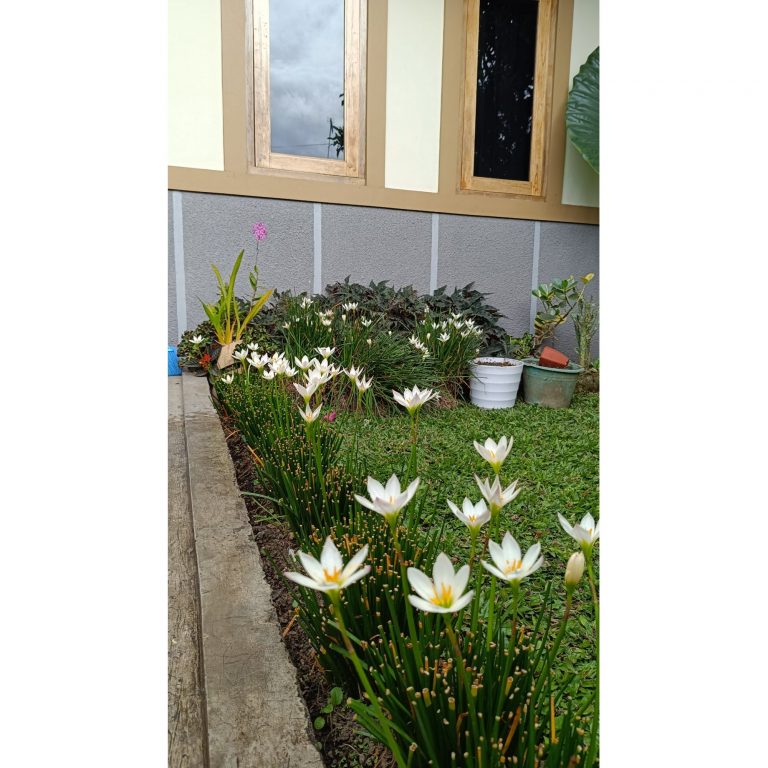 2197. Rain Lily / Zephyranthes Candida (30pcs Tuber)