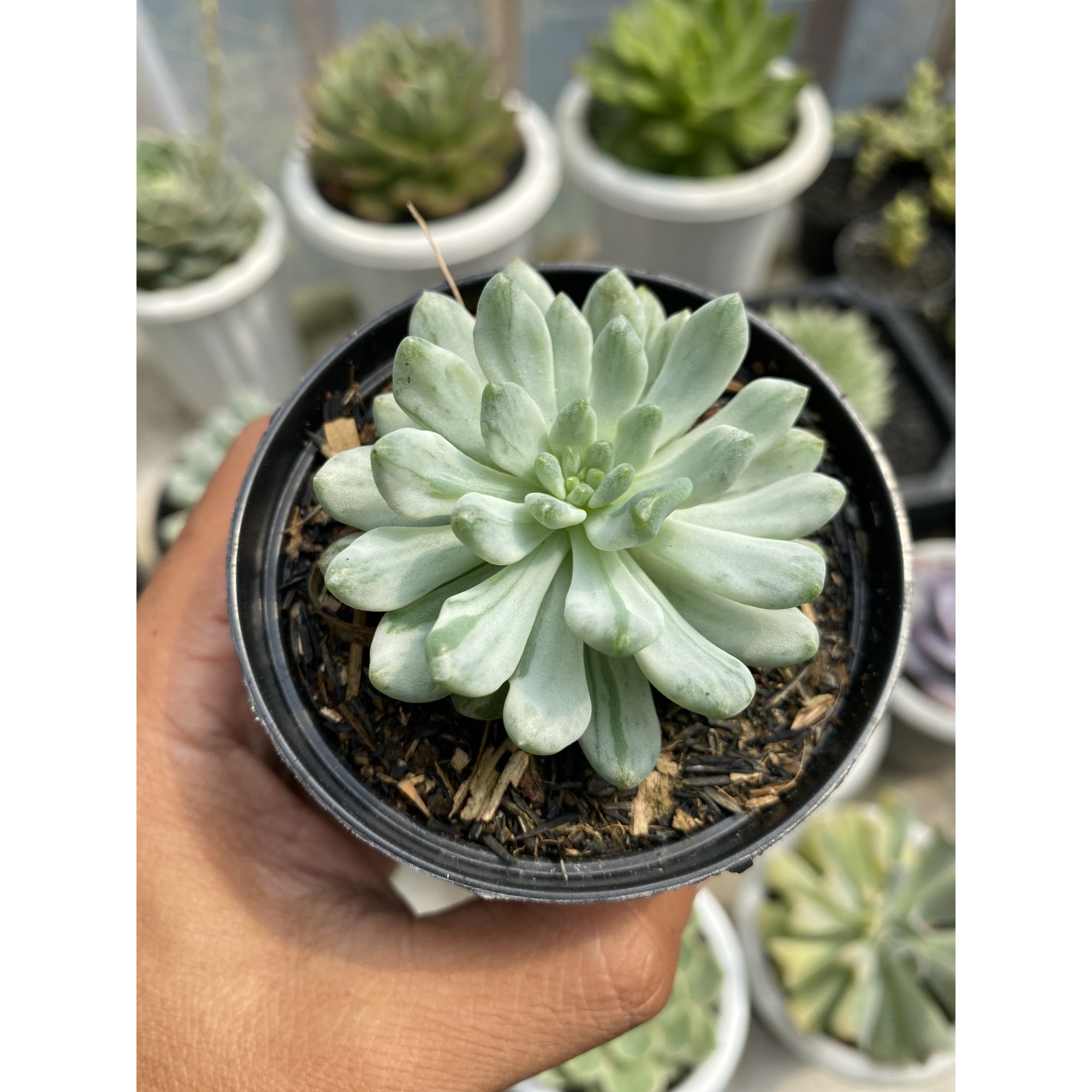 1499. Sedeveria Blue Elf Variegated