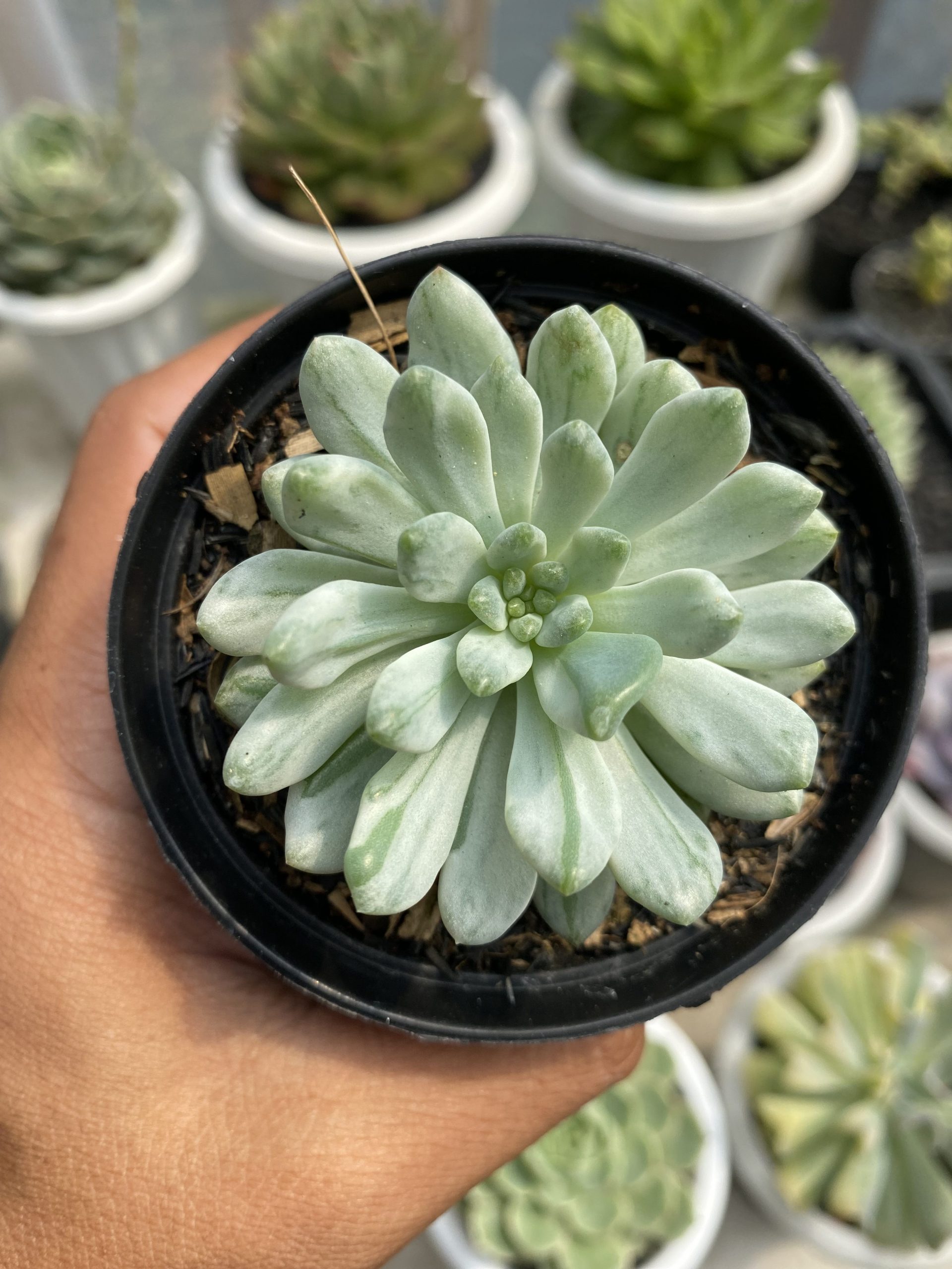 1499. Sedeveria Blue Elf Variegated - Image 2