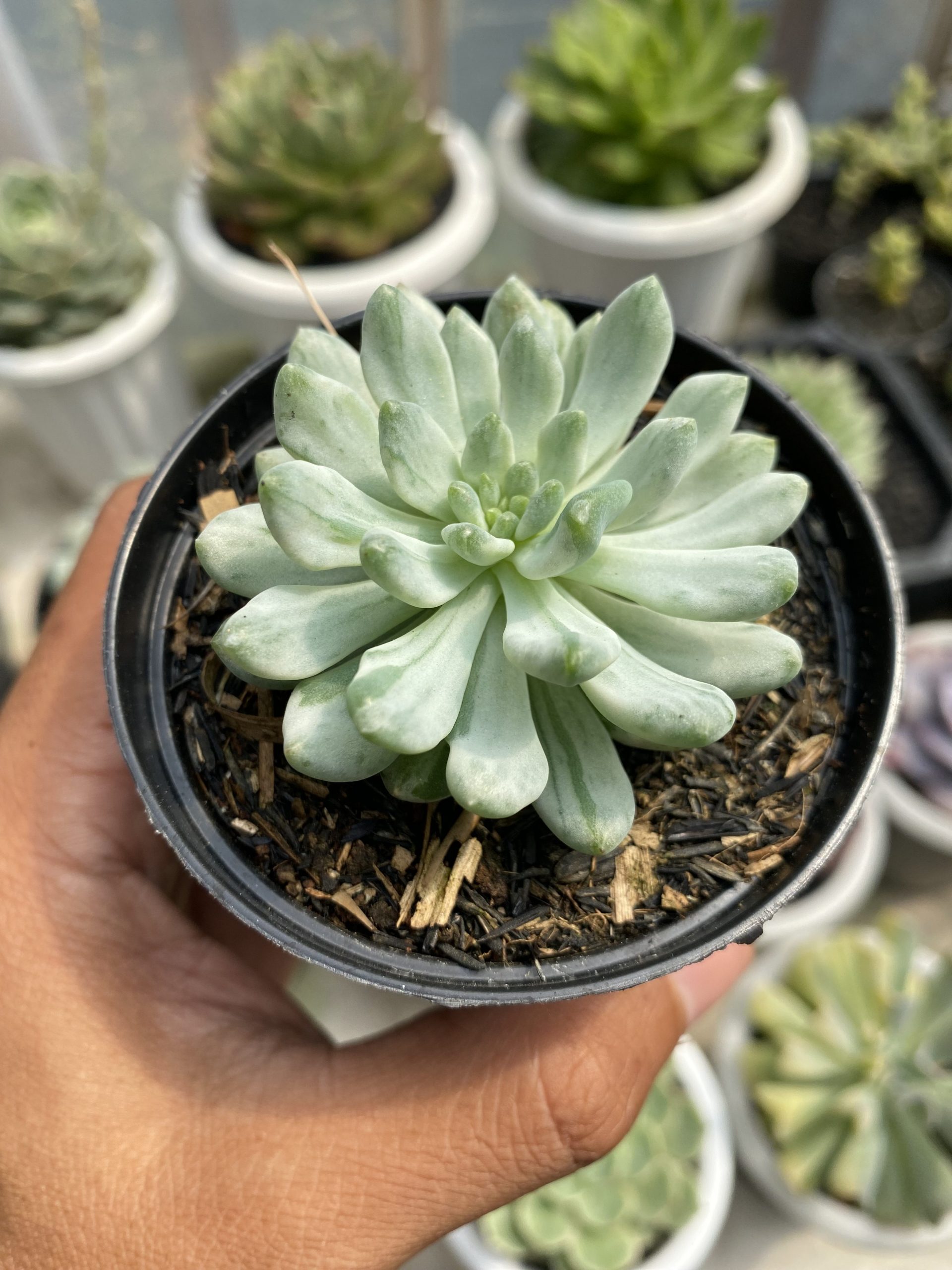 1499. Sedeveria Blue Elf Variegated - Image 3