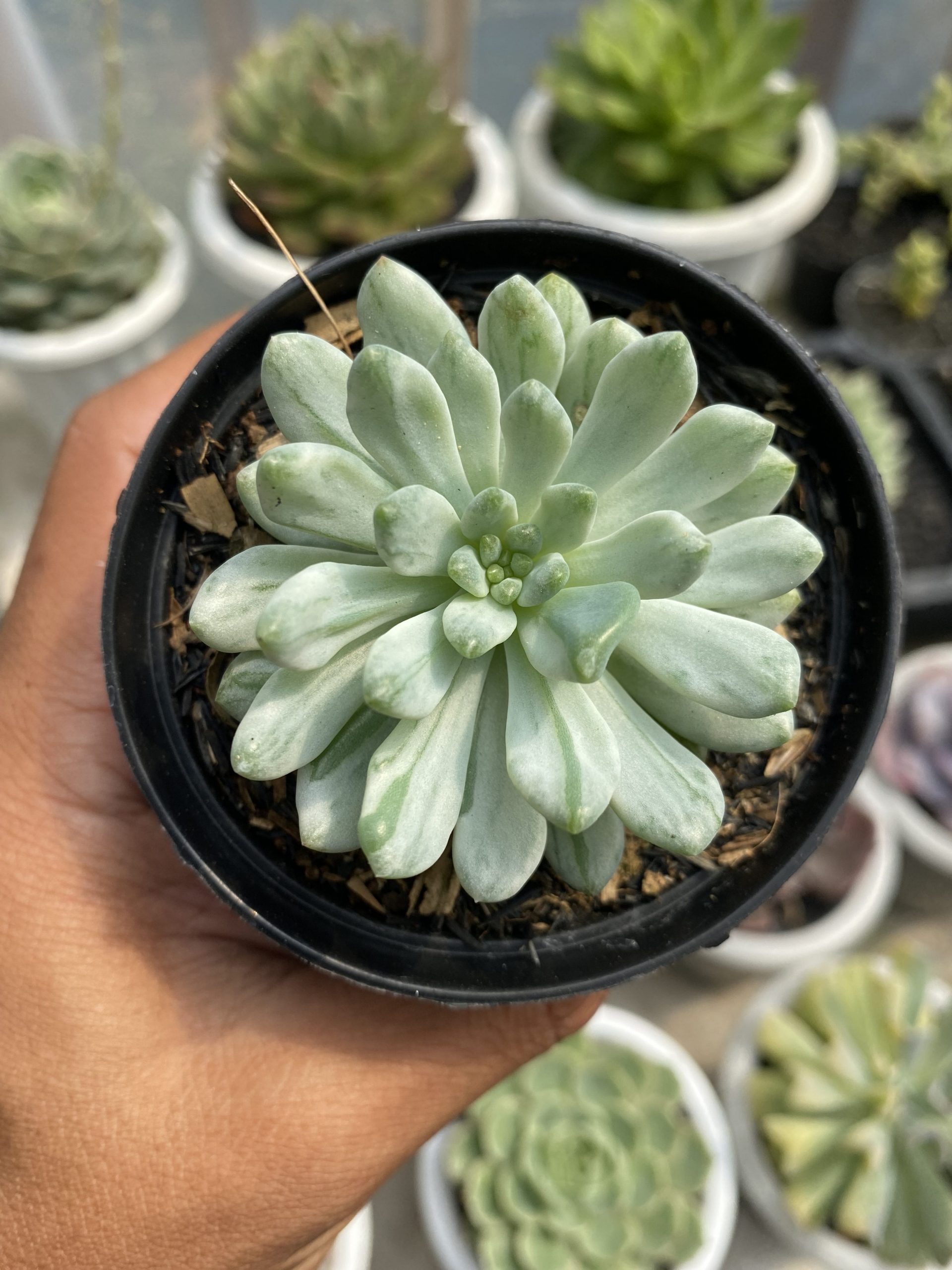 1499. Sedeveria Blue Elf Variegated - Image 4