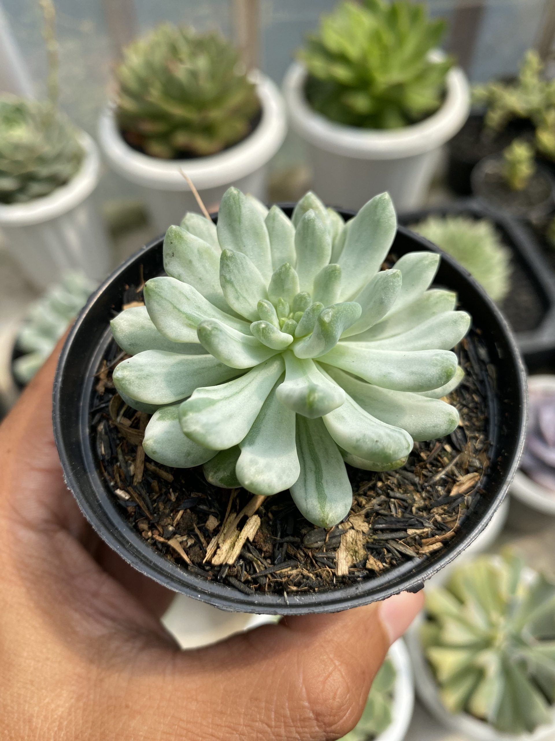 1499. Sedeveria Blue Elf Variegated - Image 5