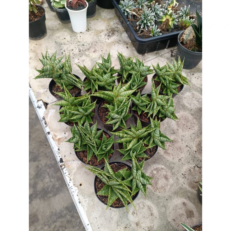 1943. Sansevieria Sindoro Cluster