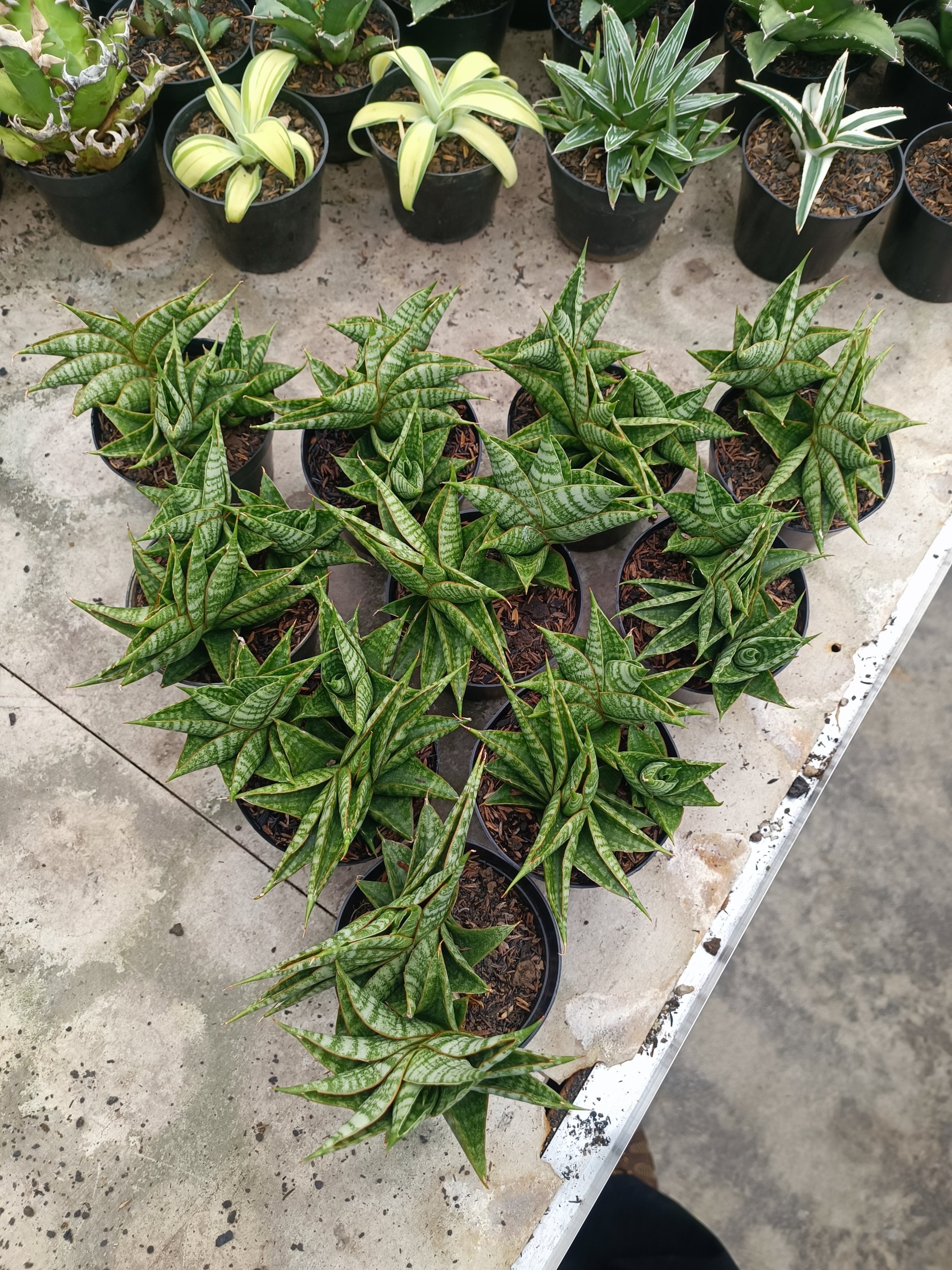 1943. Sansevieria Sindoro Cluster - Image 2