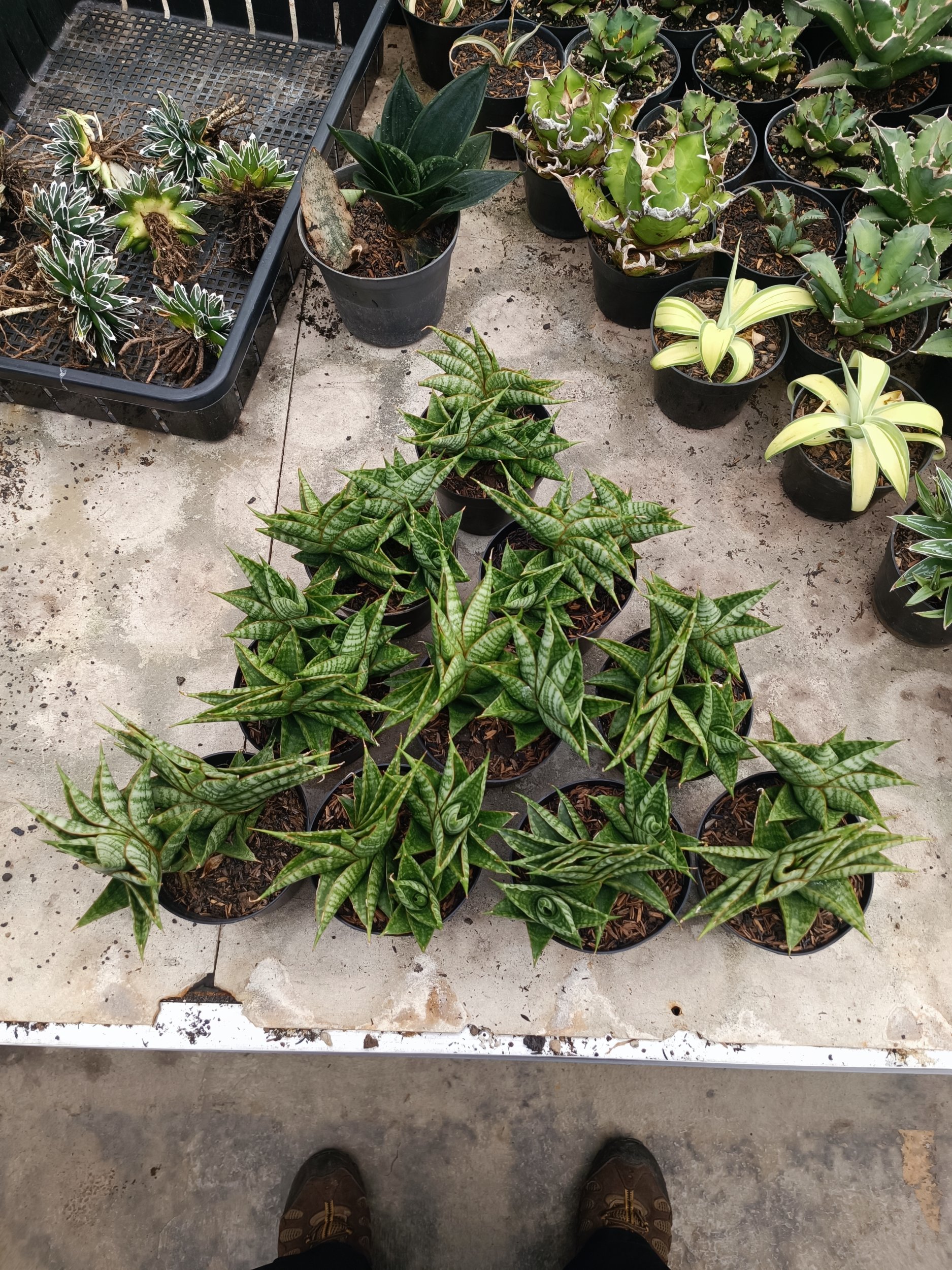 1943. Sansevieria Sindoro Cluster - Image 3