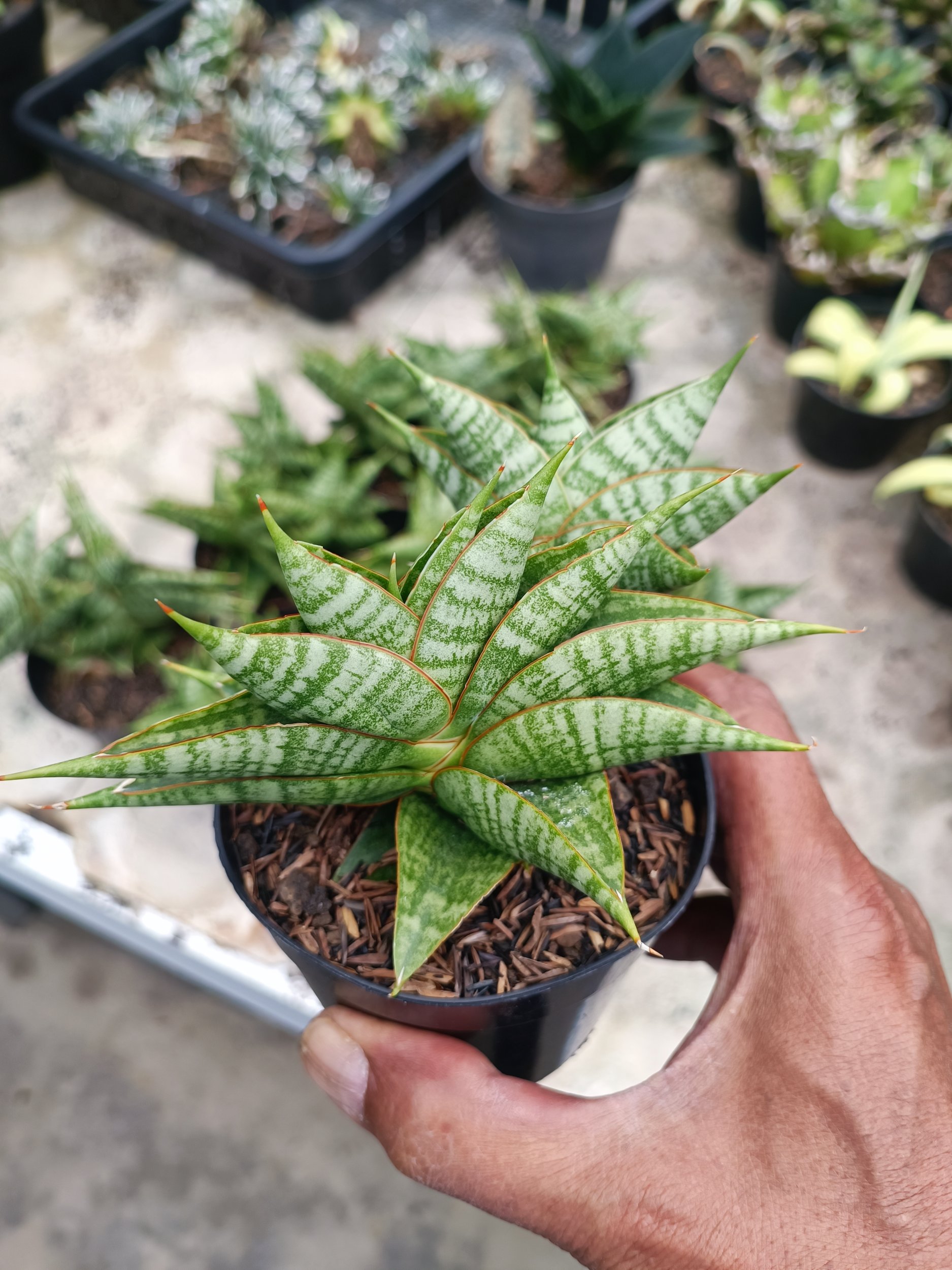 1943. Sansevieria Sindoro Cluster - Image 4