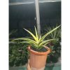 2306. Sanseveria Allnight Yellow Varigated