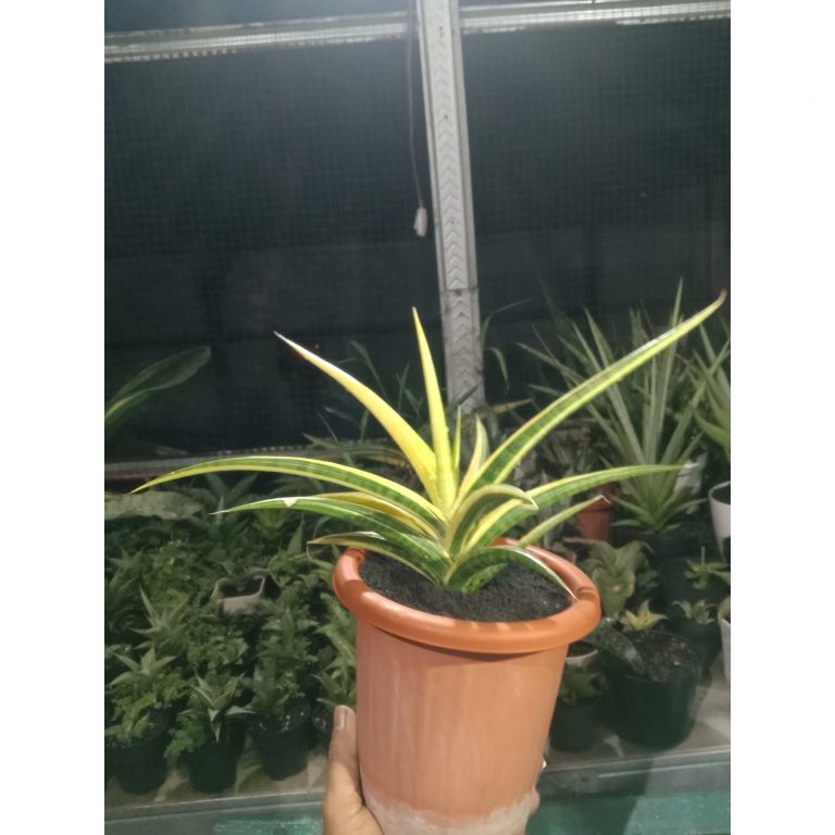 2306. Sanseveria Allnight Yellow Varigated