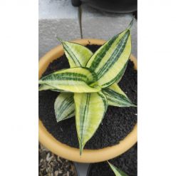1839. Sansevieria Ariella Variegated ( Good Quality )