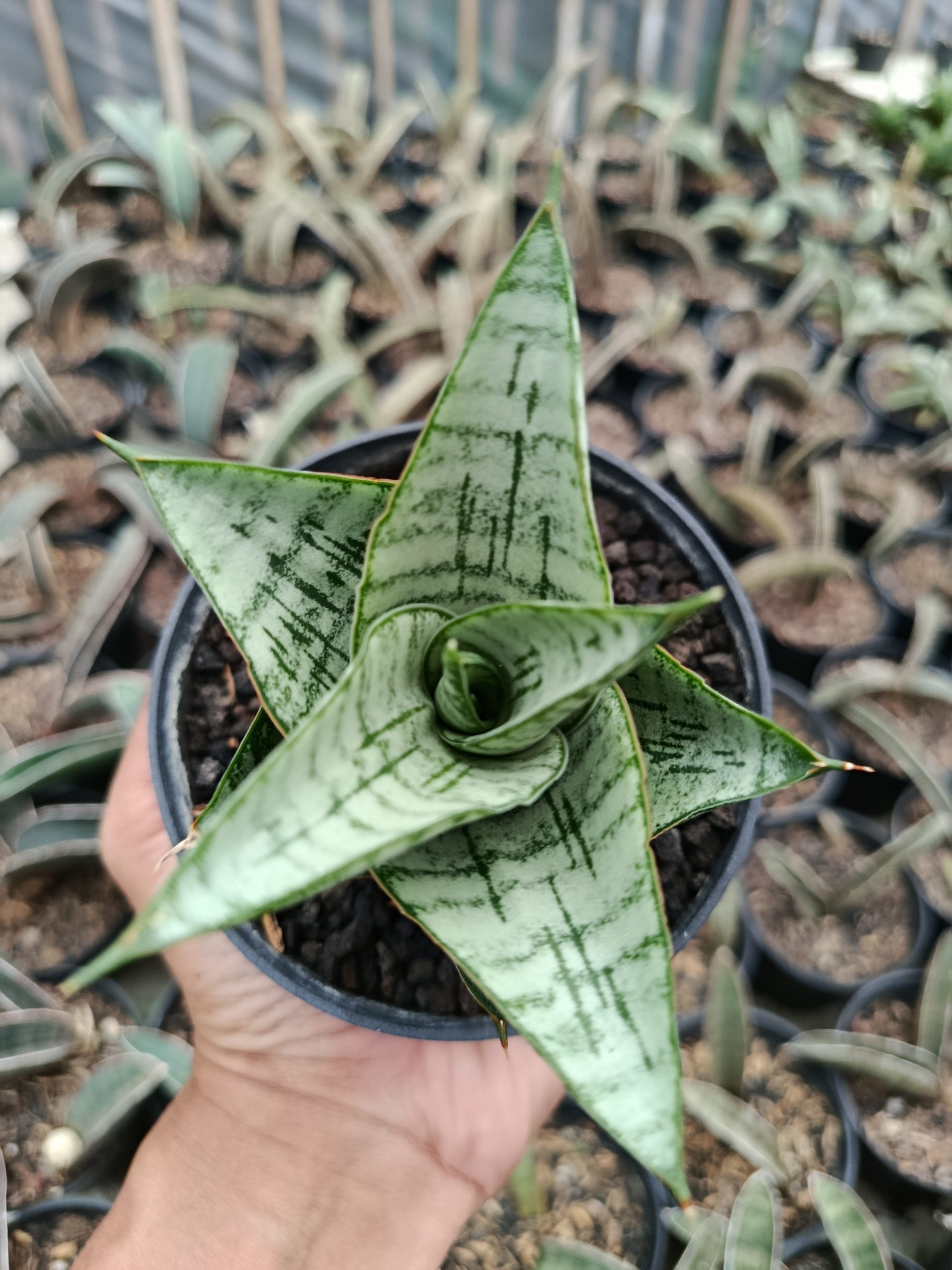 1427. Sansevieria Athalia - Image 2