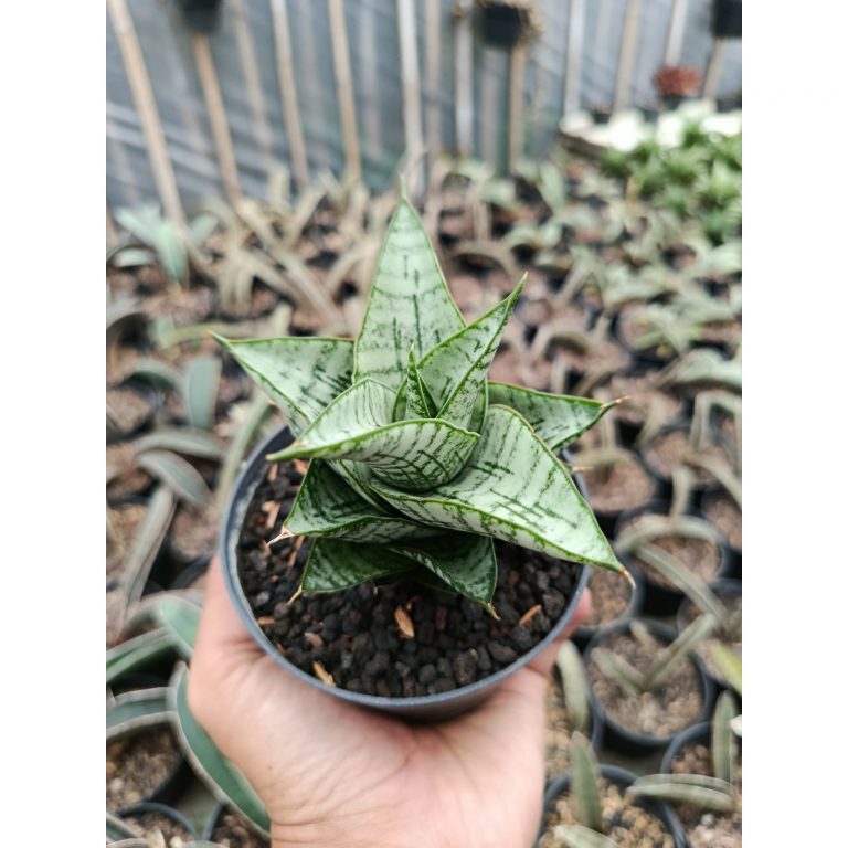 1427. Sansevieria Athalia