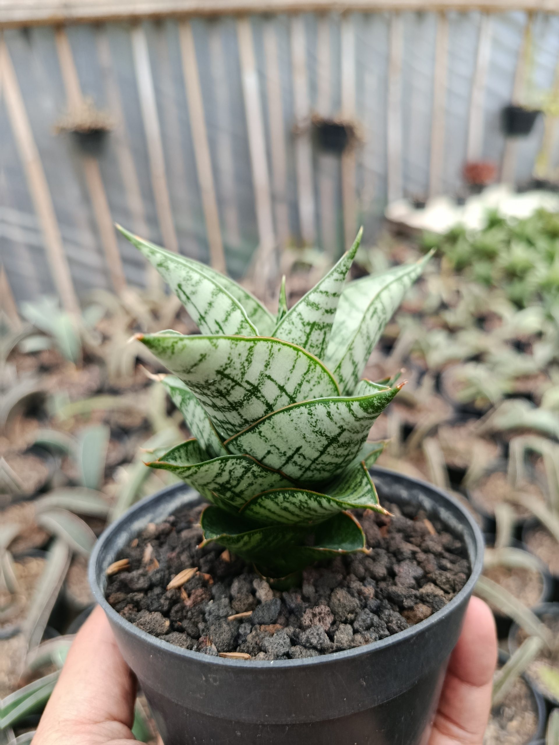 1427. Sansevieria Athalia - Image 3