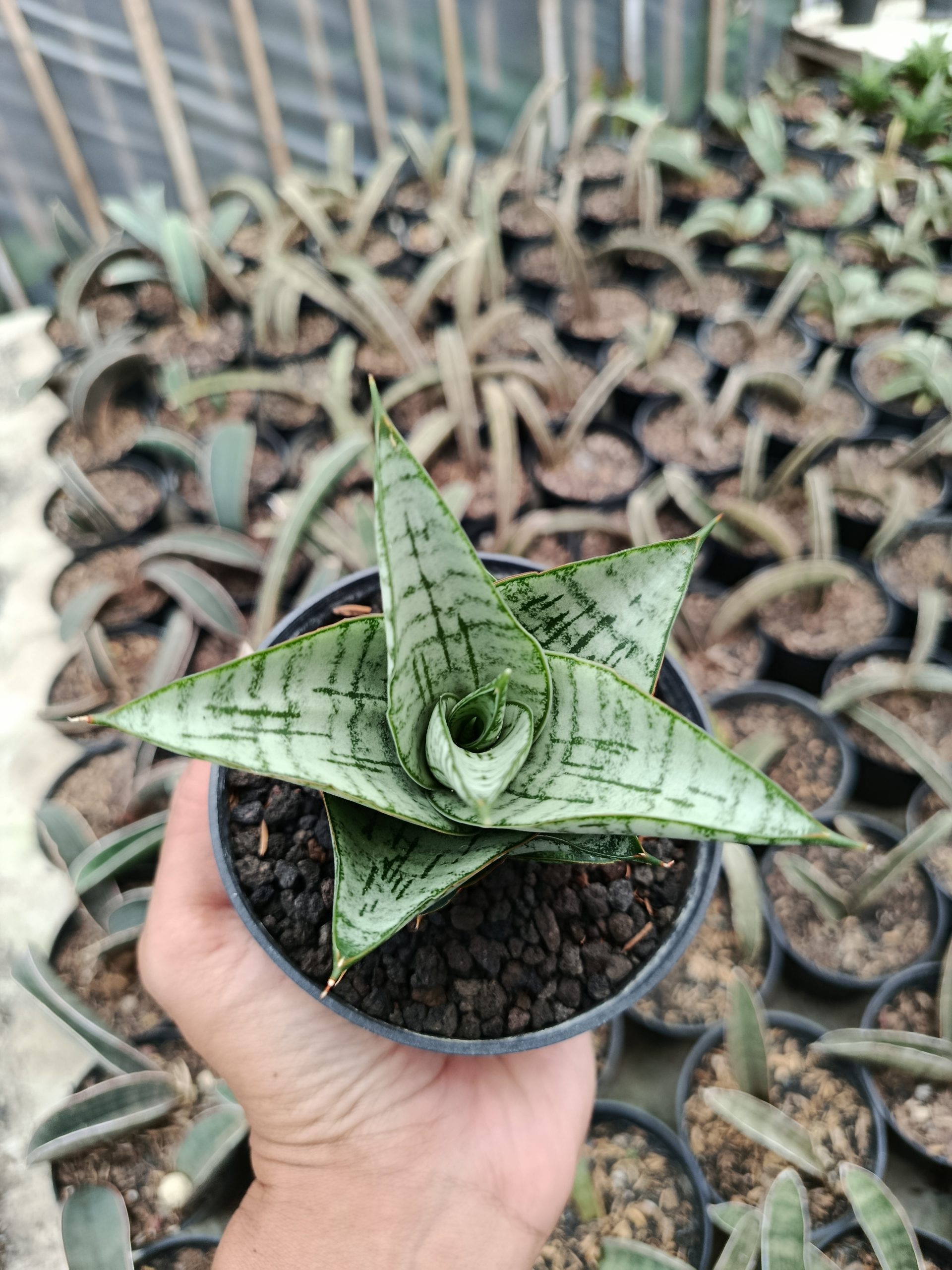 1427. Sansevieria Athalia - Image 4