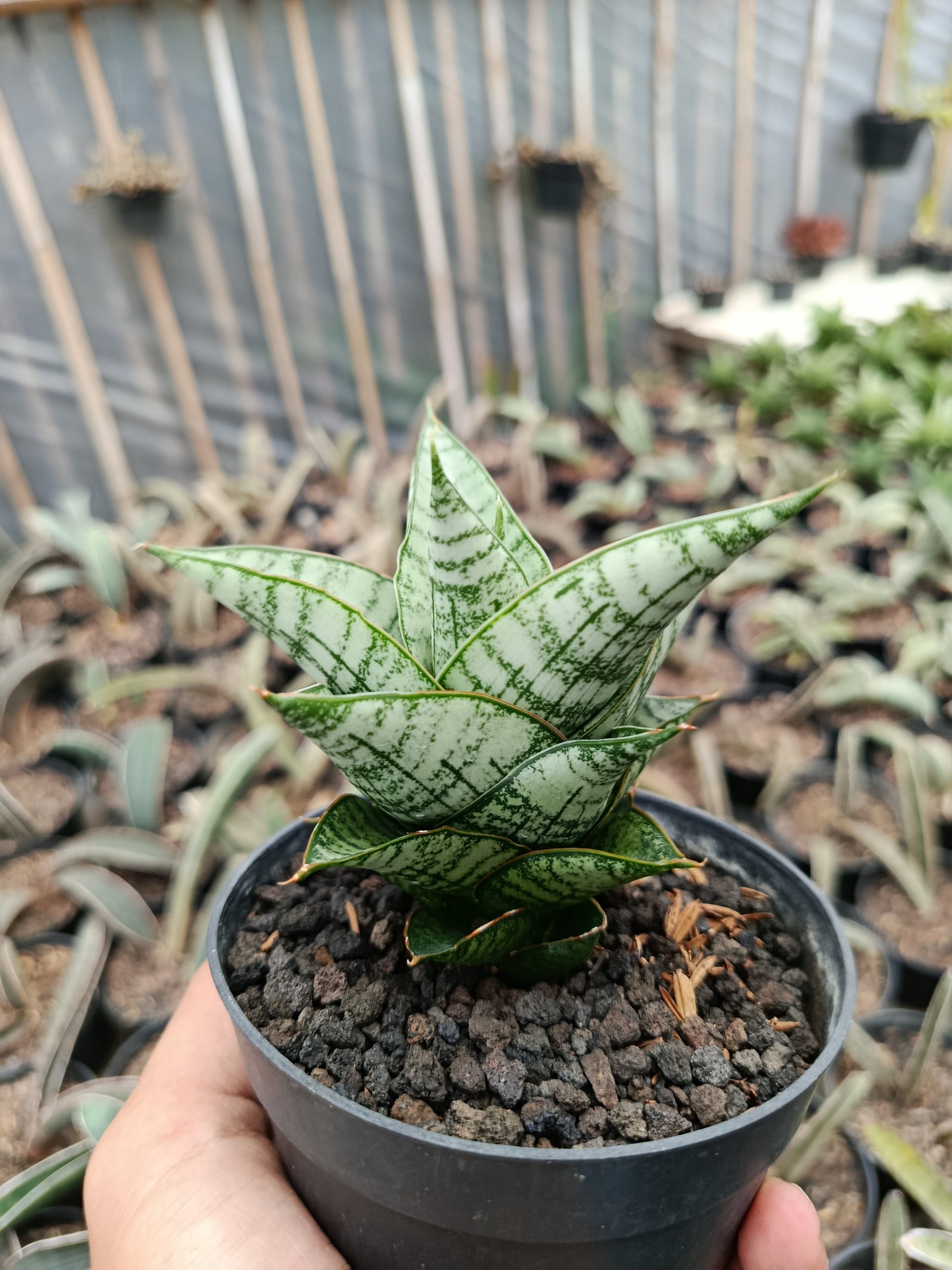 1427. Sansevieria Athalia - Image 5