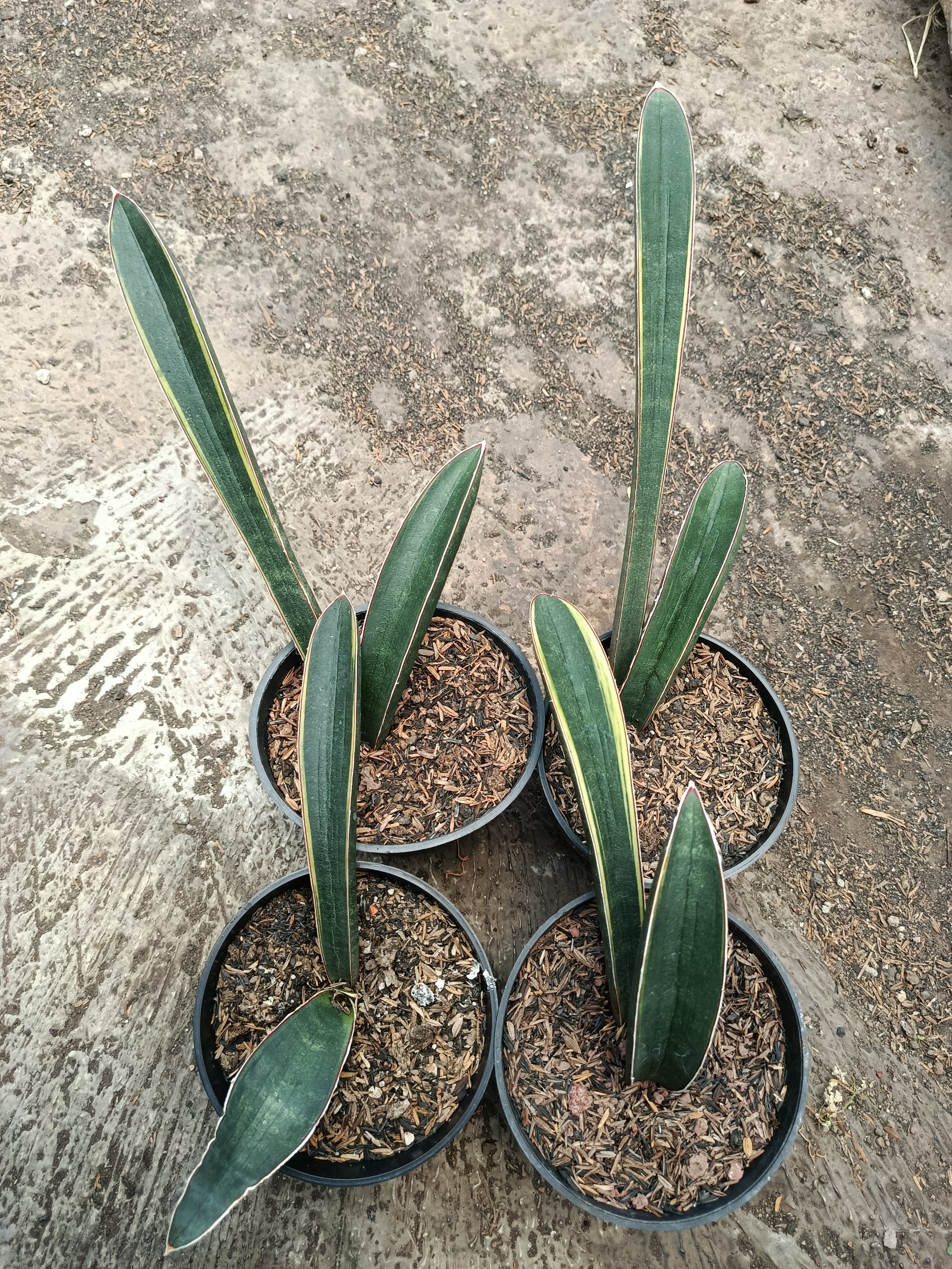 1795. Sansevieria Blue Bat Variegated 4 Pcs - Image 2