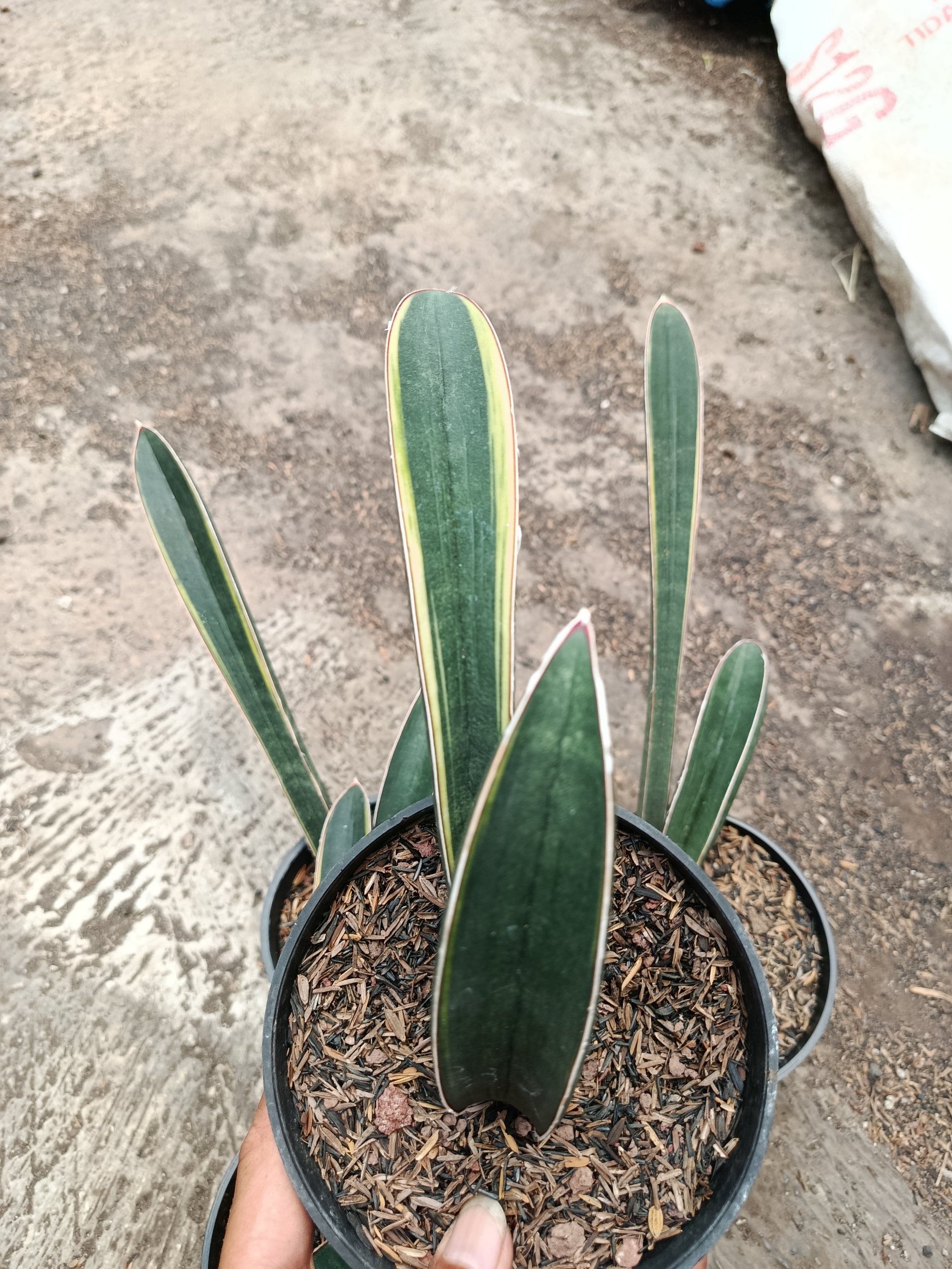 1795. Sansevieria Blue Bat Variegated 4 Pcs - Image 3