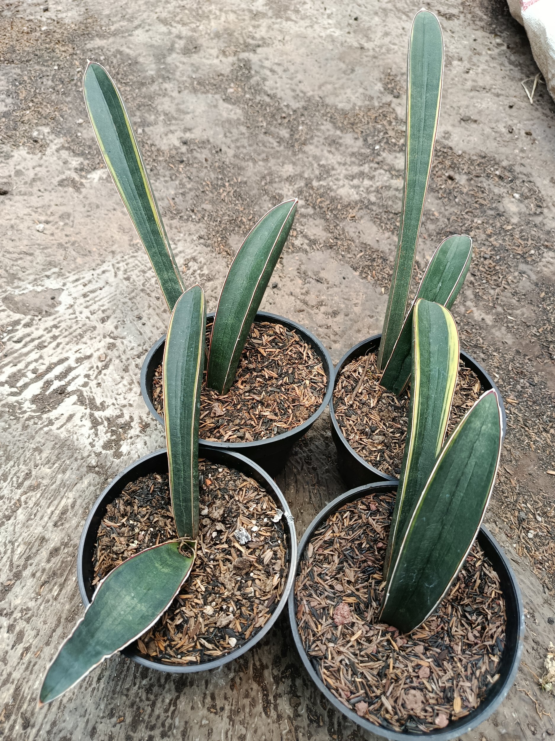 1795. Sansevieria Blue Bat Variegated 4 Pcs - Image 4