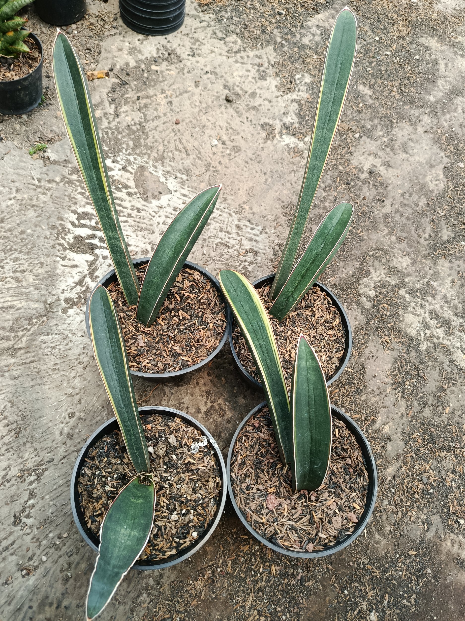 1795. Sansevieria Blue Bat Variegated 4 Pcs - Image 5