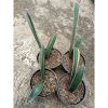 1795. Sansevieria Blue Bat Variegated 4 Pcs