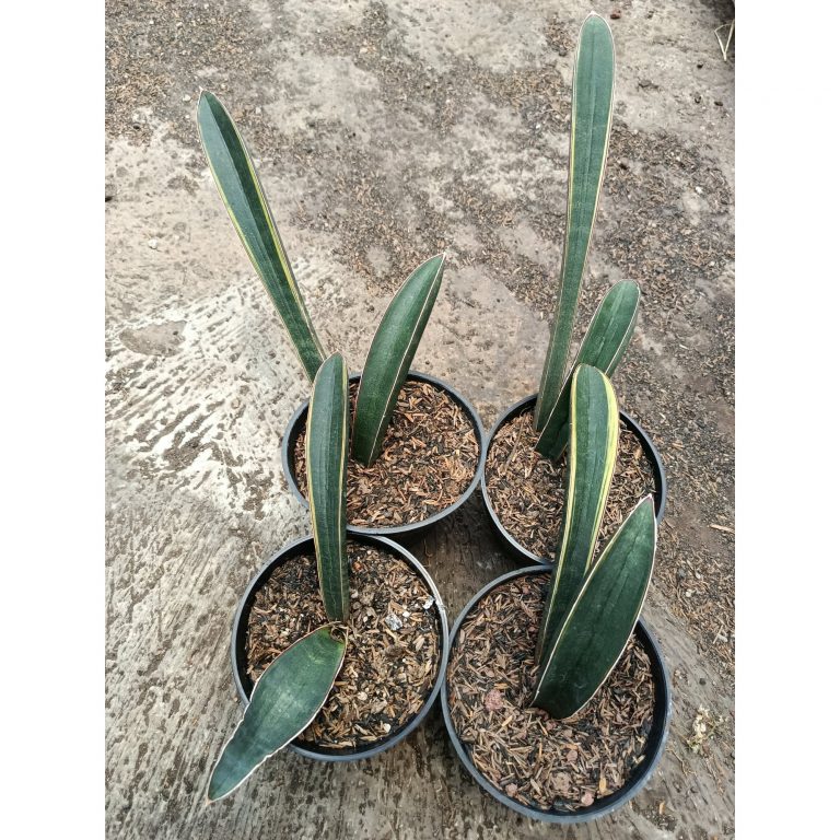 1795. Sansevieria Blue Bat Variegated 4 Pcs