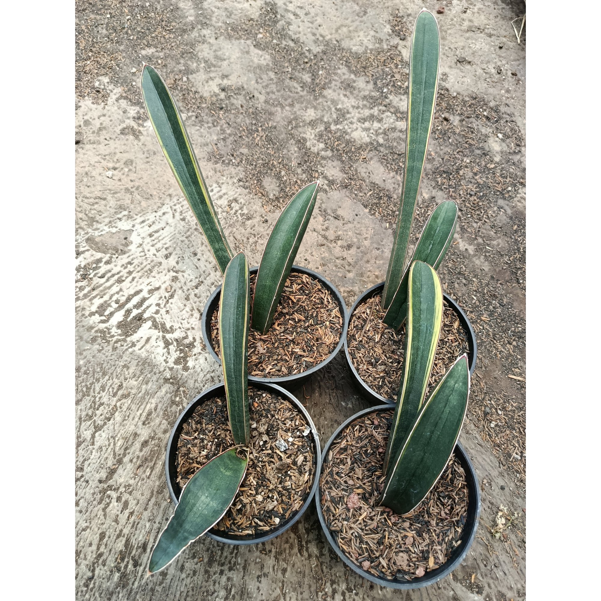 1795. Sansevieria Blue Bat Variegated 4 Pcs