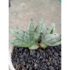 1827. Sansevieria Boncel New Clone