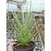 1801. Sansevieria Bunlo Torch Big