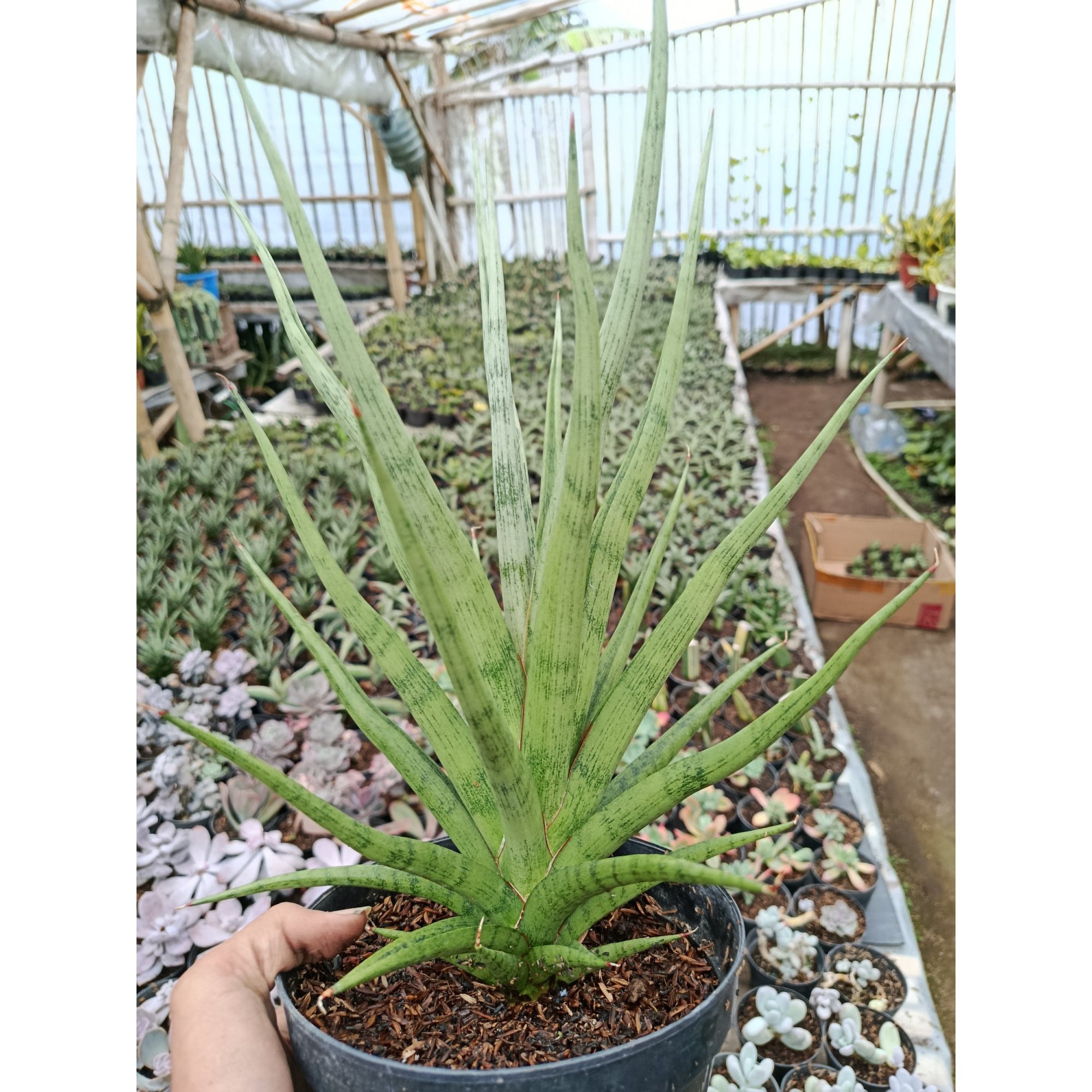 1801. Sansevieria Bunlo Torch Big