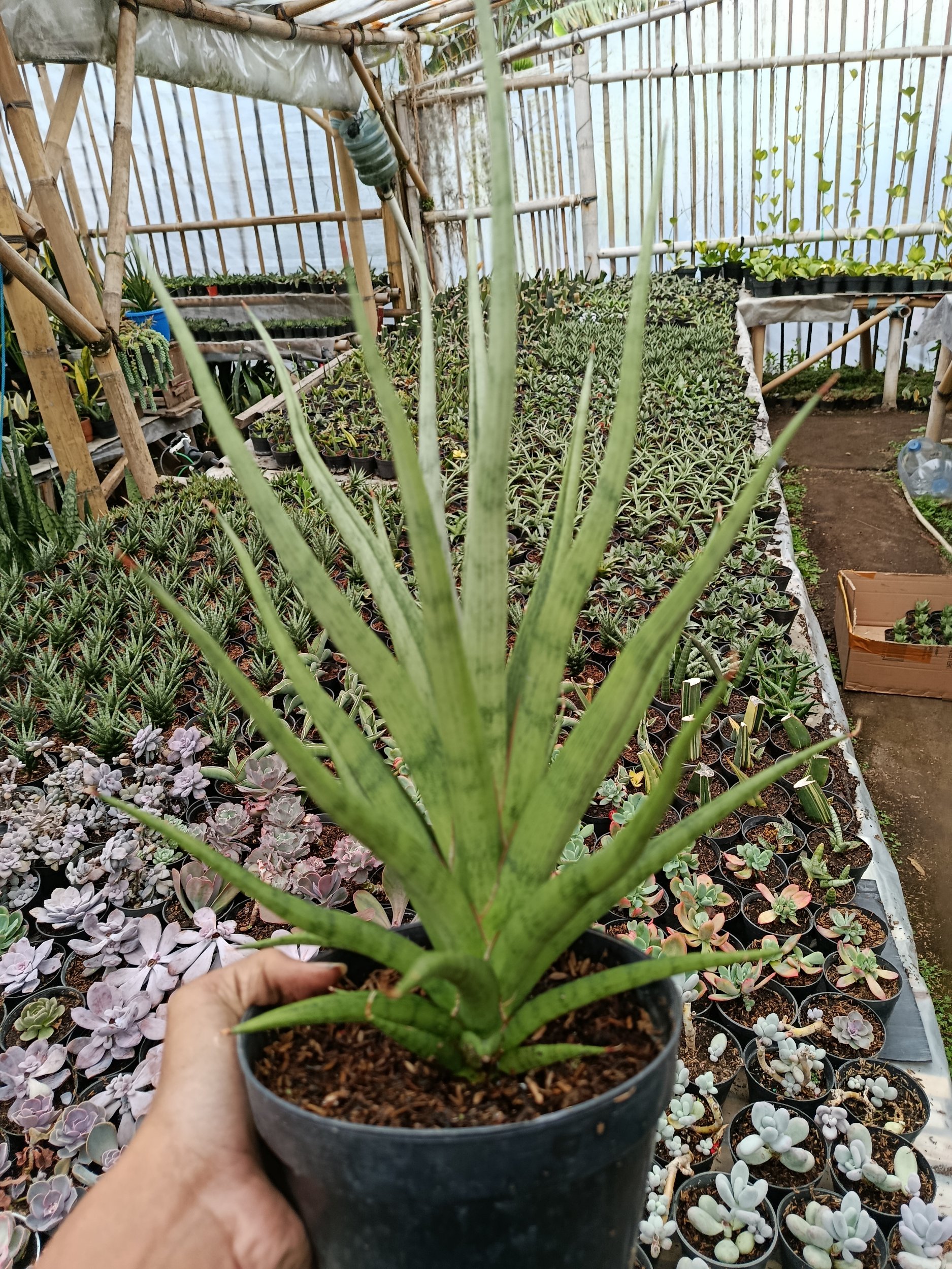 1801. Sansevieria Bunlo Torch Big - Image 2