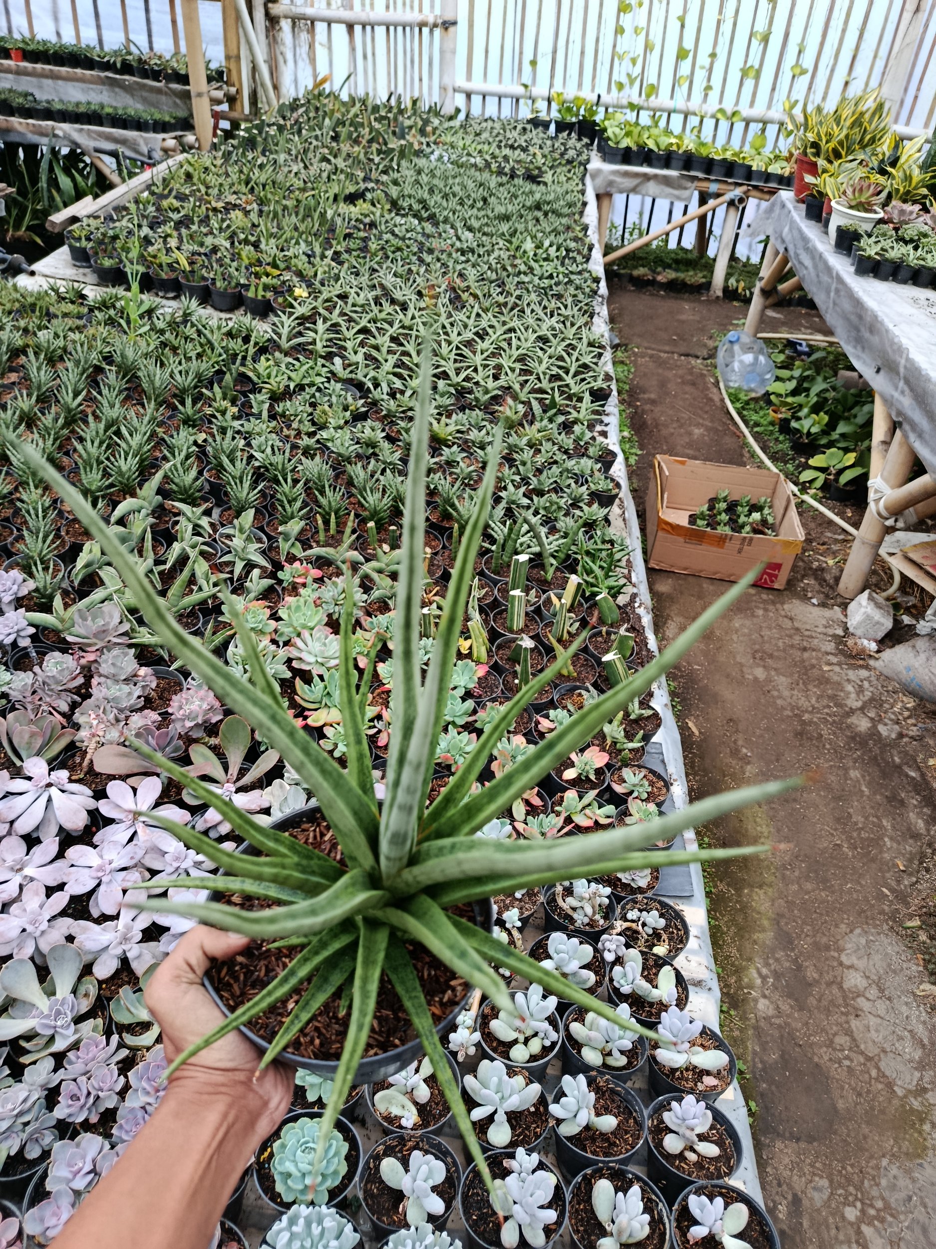 1801. Sansevieria Bunlo Torch Big - Image 3
