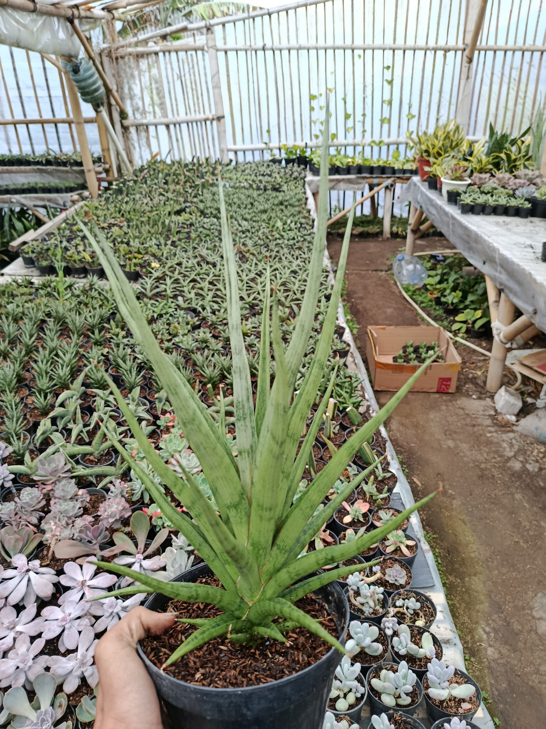 1801. Sansevieria Bunlo Torch Big - Image 4
