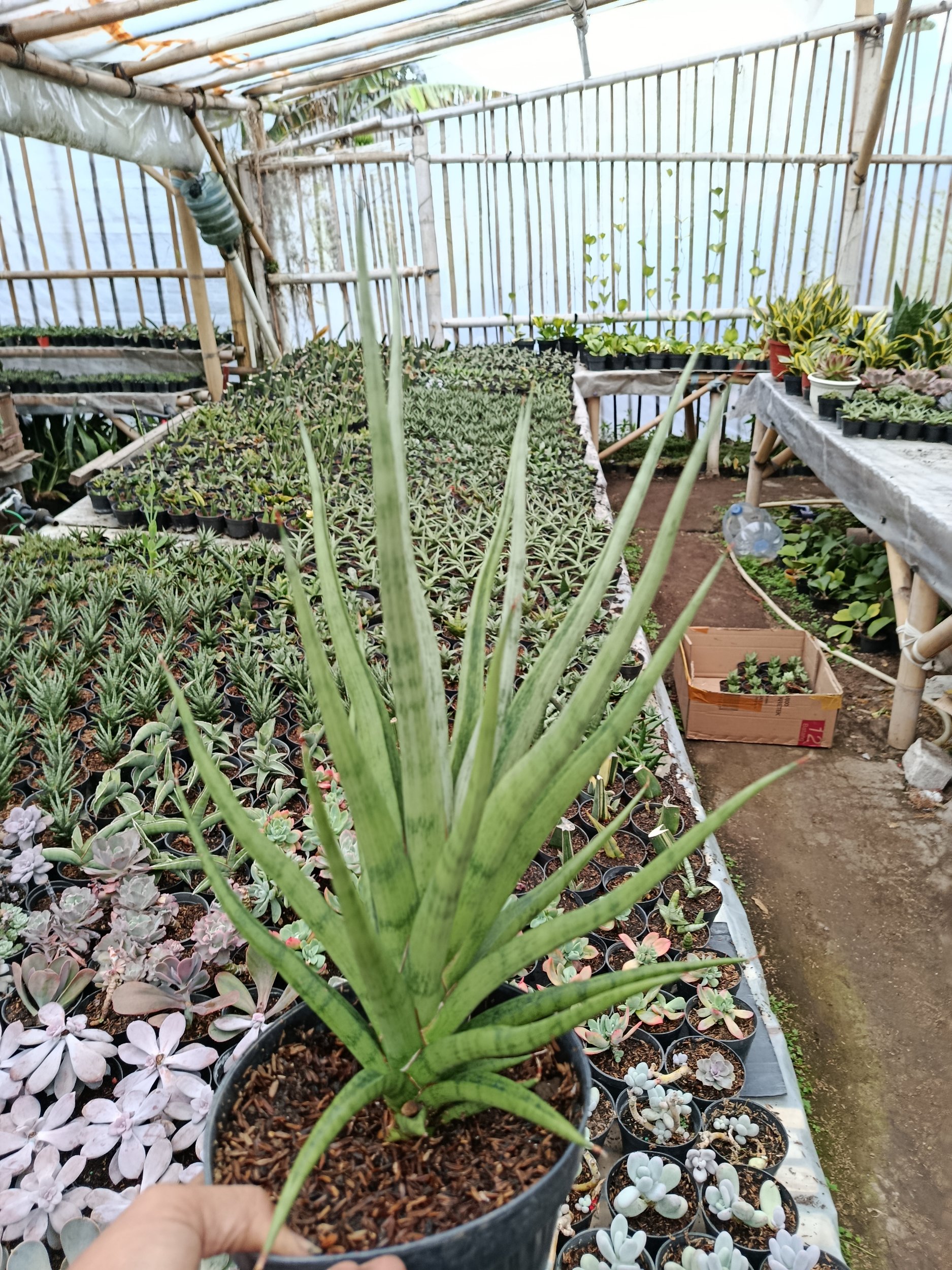 1801. Sansevieria Bunlo Torch Big - Image 5