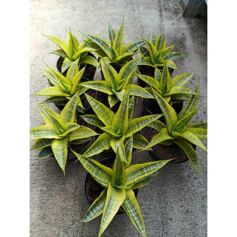 2274. Sanseveria Cordova Variegated