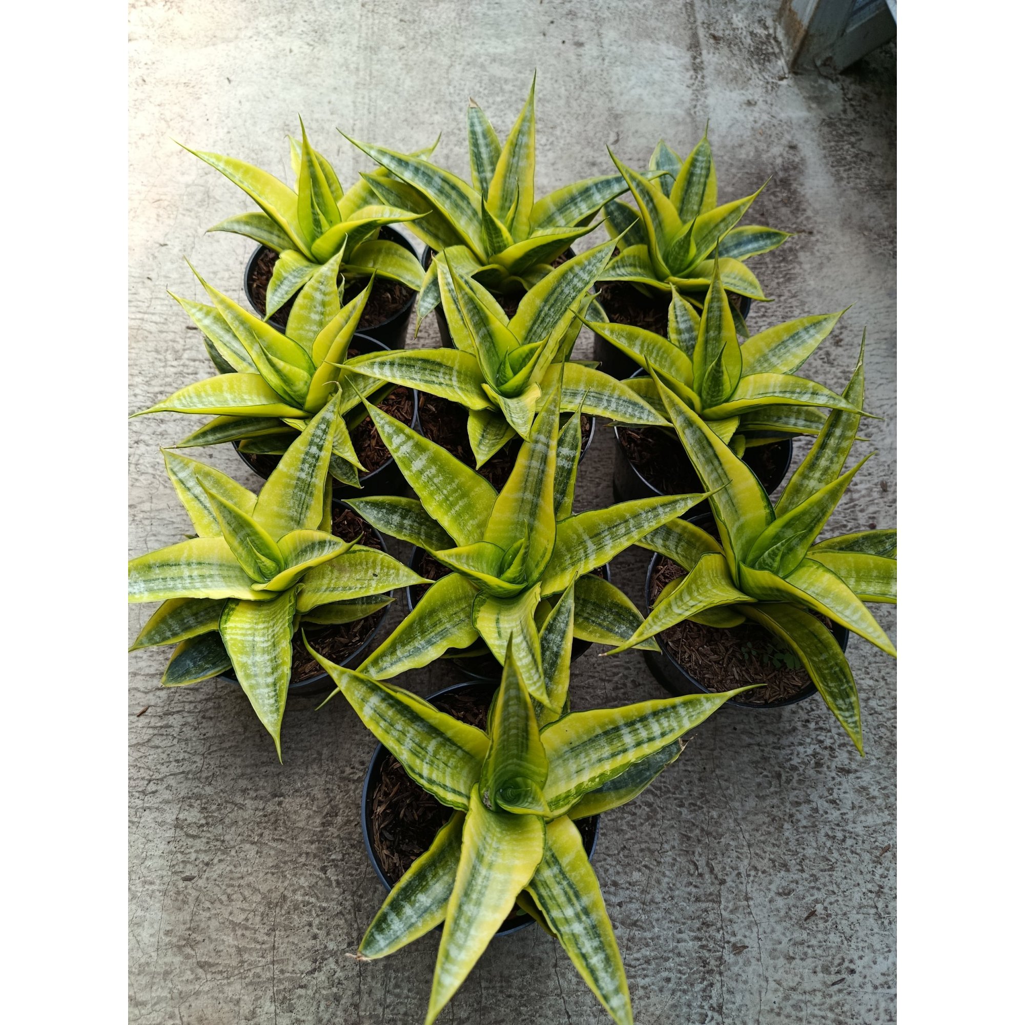 2274. Sanseveria Cordova Variegated