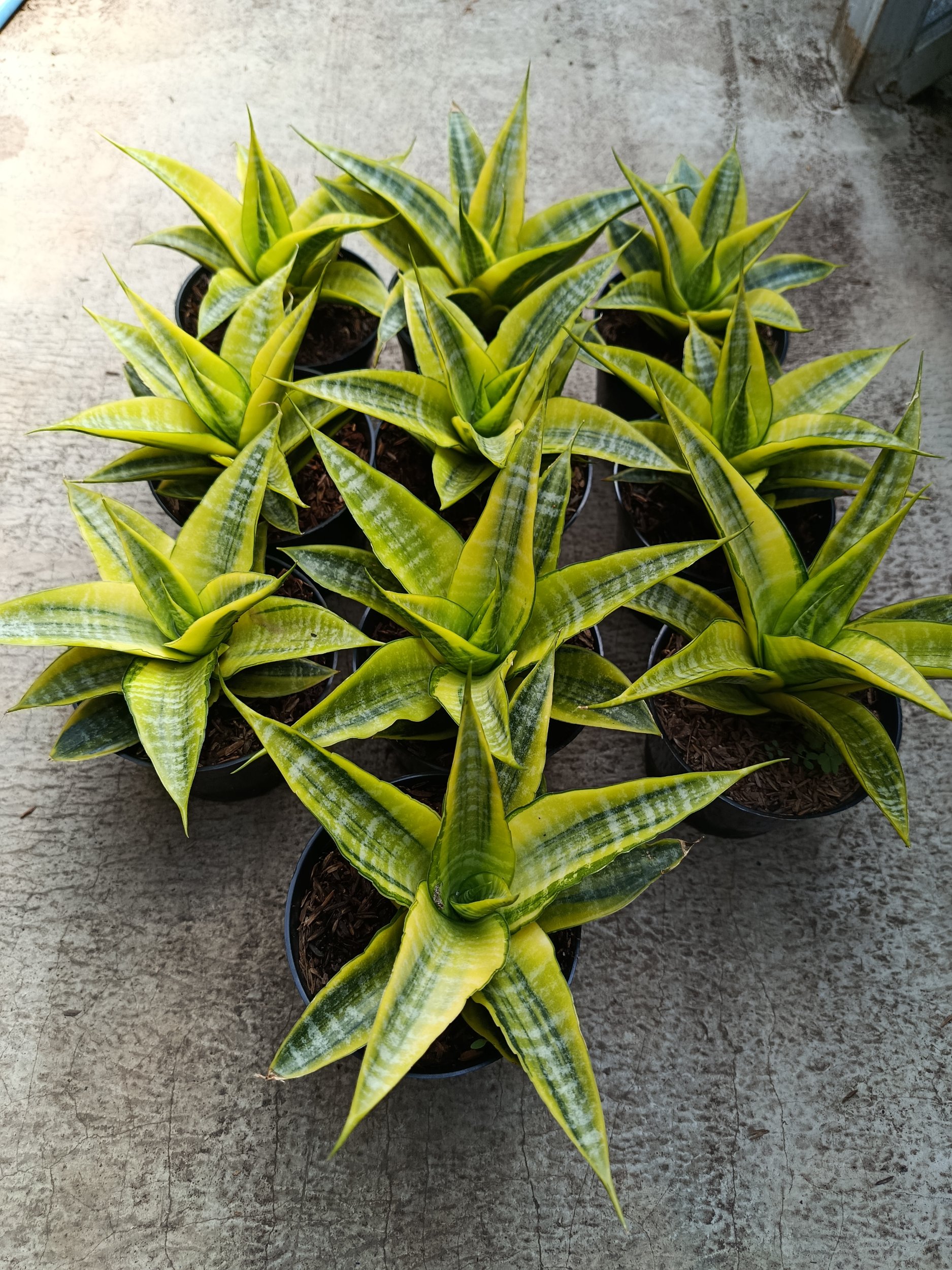 2274. Sanseveria Cordova Variegated - Image 2