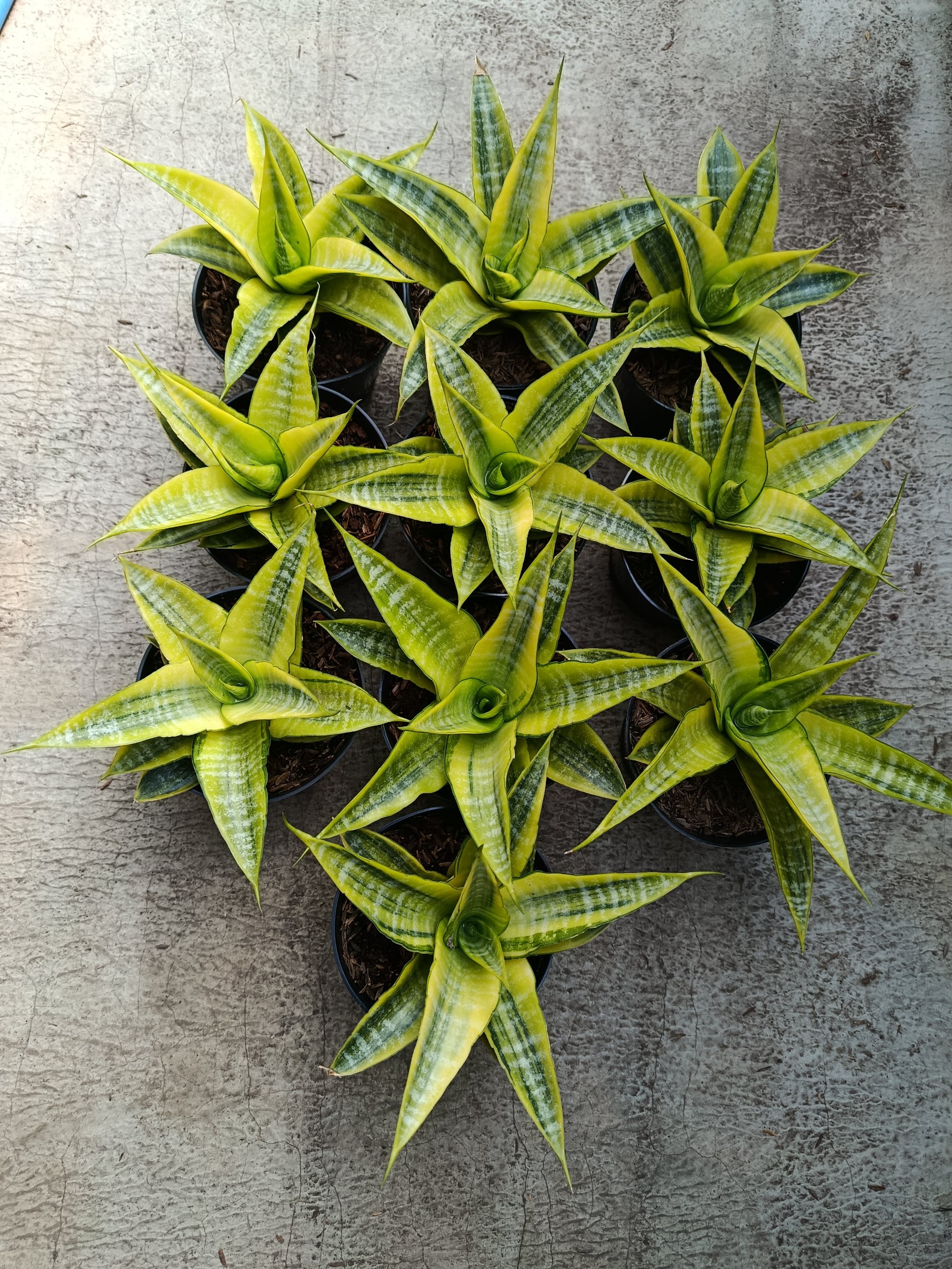 2274. Sanseveria Cordova Variegated - Image 3
