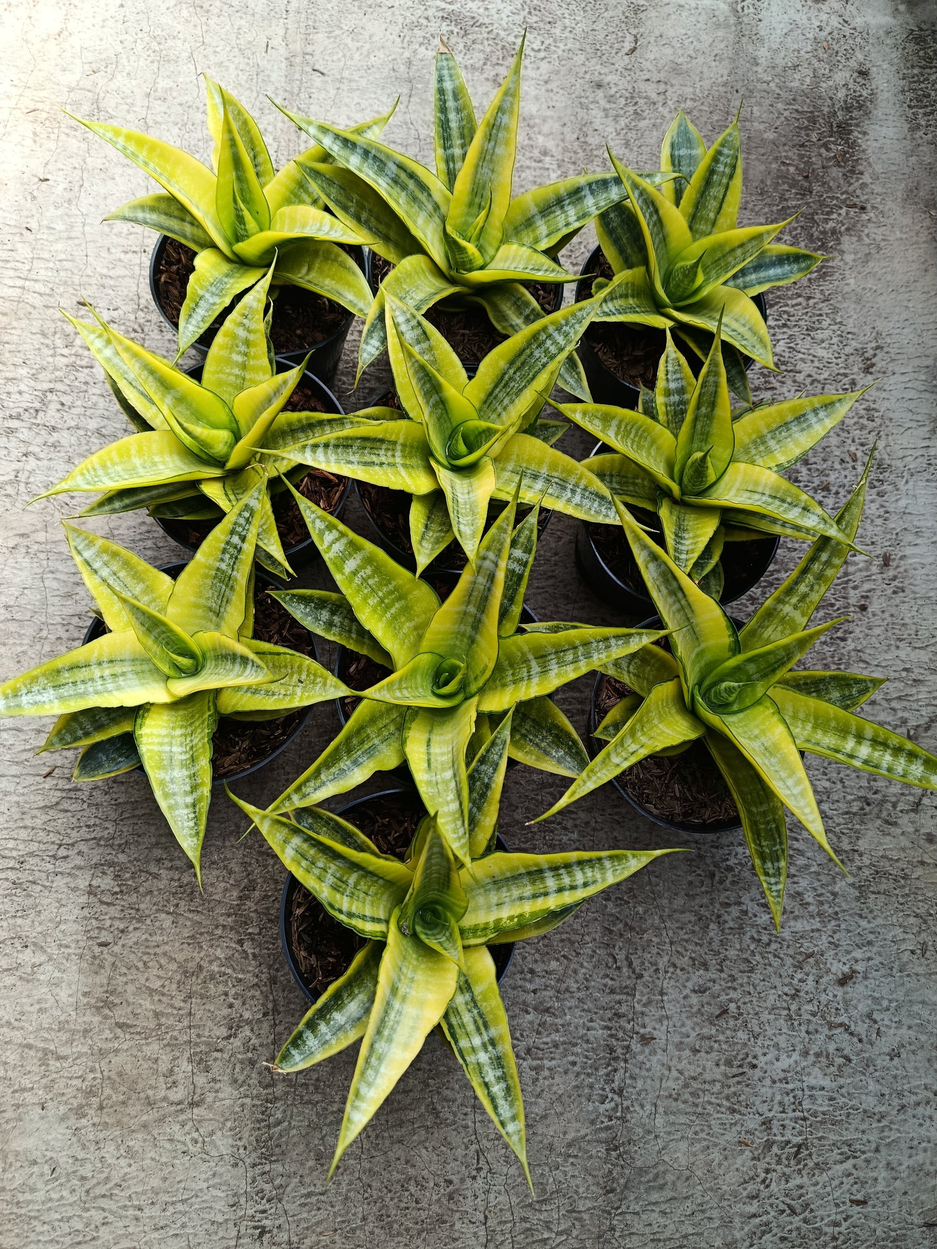 2274. Sanseveria Cordova Variegated - Image 4