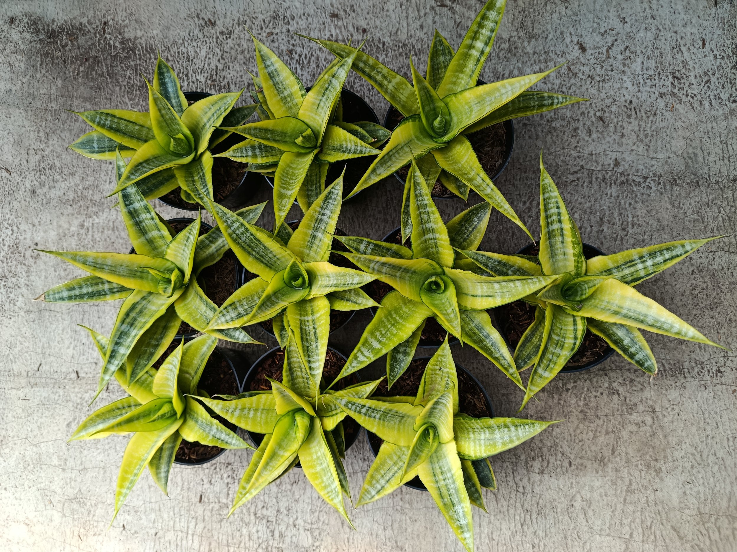 2274. Sanseveria Cordova Variegated - Image 5